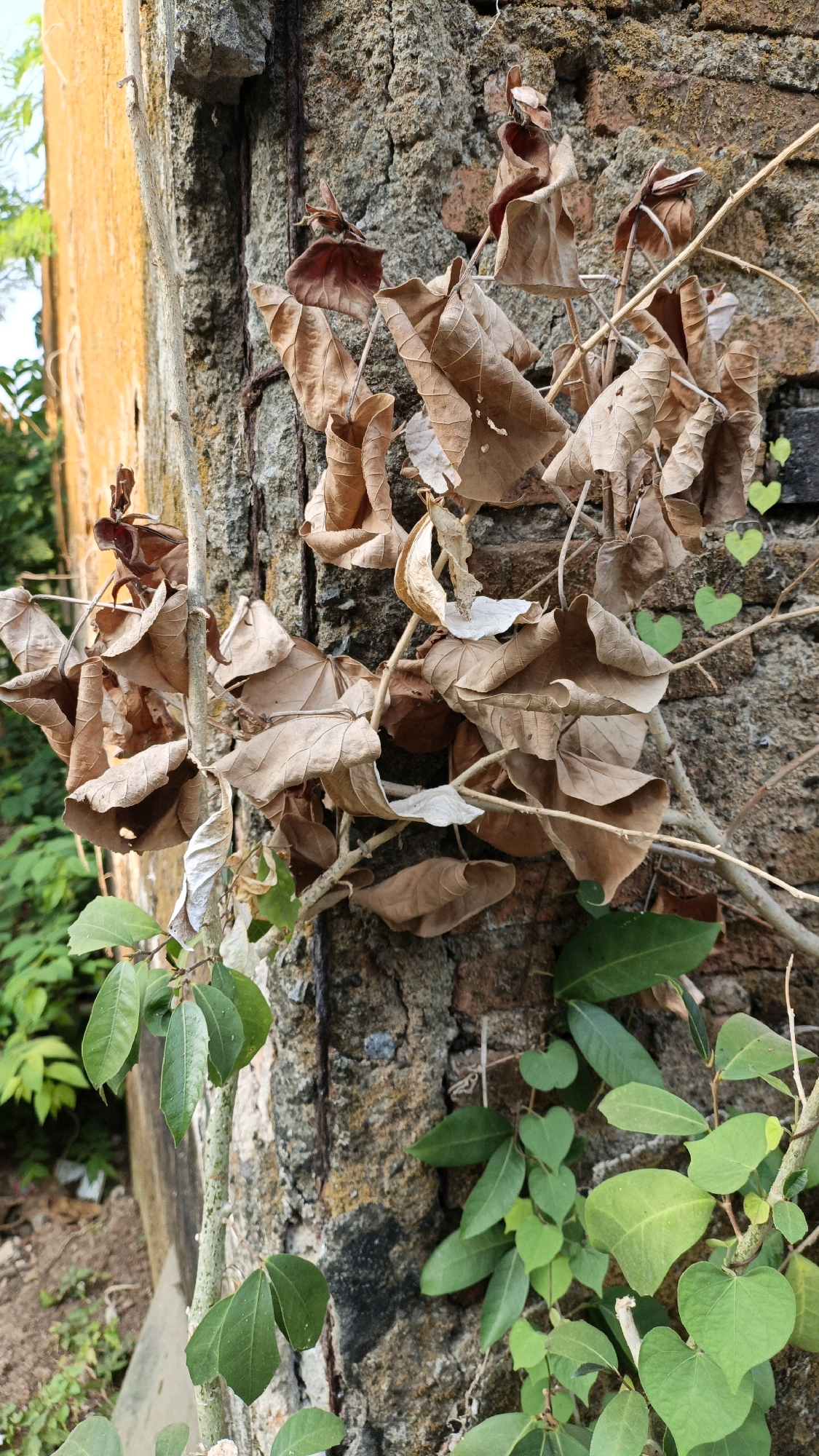 A close-up, eye-level shot captures a weathered, textured stone wall in Cikal, Indonesia, with a vibrant orange structure visible to the left. The wall is partially covered by a dried, brittle vine with many brown leaves, creating a stark contrast with the lush, green foliage growing at the base of the wall on the right. These leaves are heart-shaped and vibrant, indicative of a healthy plant. The overall scene evokes a sense of natural overgrowth and the passage of time.