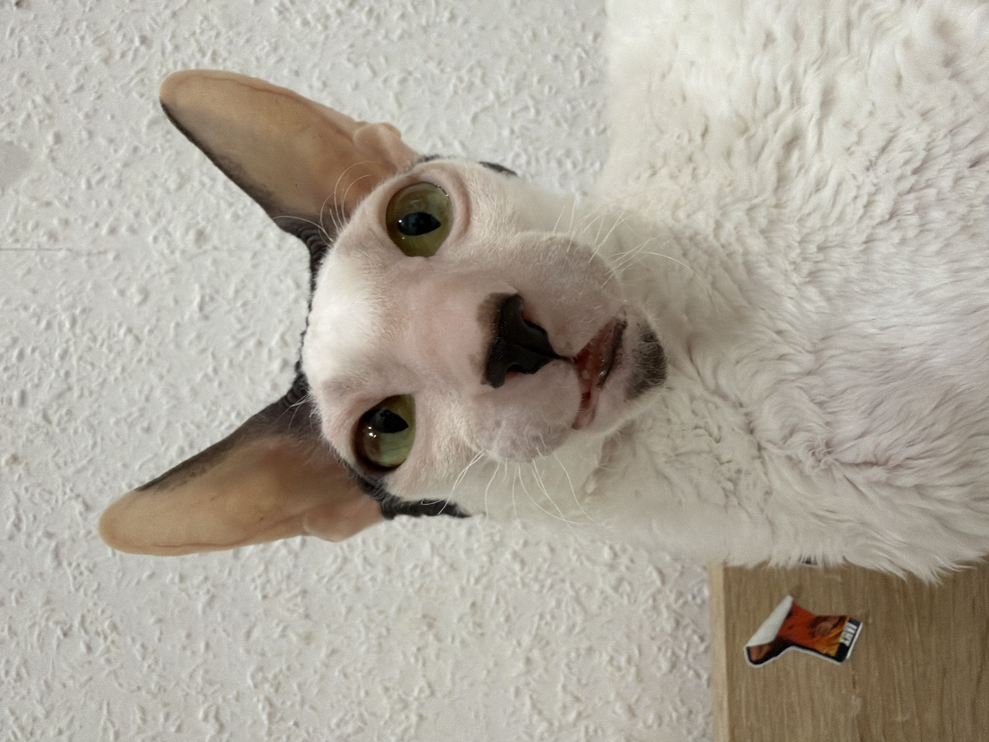 A close-up, head-on shot captures a white Cornish Rex cat with large, expressive green eyes against a textured white wall. The cat's fur is curly and appears short, with black markings on its ears and head. Its mouth is slightly open, revealing its teeth and tongue. The cat is positioned on the left side of the frame, with its body extending to the right. In the lower left corner, a wooden surface is visible, adorned with a small sticker depicting a figure in an orange outfit. The lighting is bright, casting subtle shadows and highlighting the cat's features. The scene does not provide any specific geographical indicators that would allow for its placement in Yekaterinburg, Russia, or any other city.