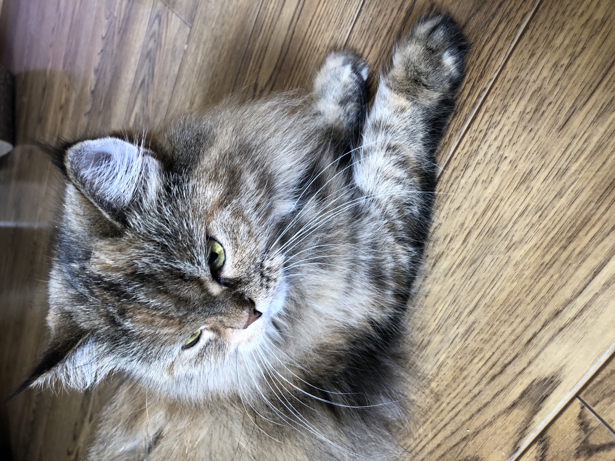 A fluffy, long-haired cat with a tortoiseshell and tabby pattern rests on a wooden floor. The cat's eyes are a striking green, and it appears to be looking slightly to the left of the camera with a relaxed expression. Its paws are tucked beneath its body, with one paw visible in the foreground. The wooden floor has a natural grain pattern and appears to be well-maintained. The lighting suggests an indoor environment.