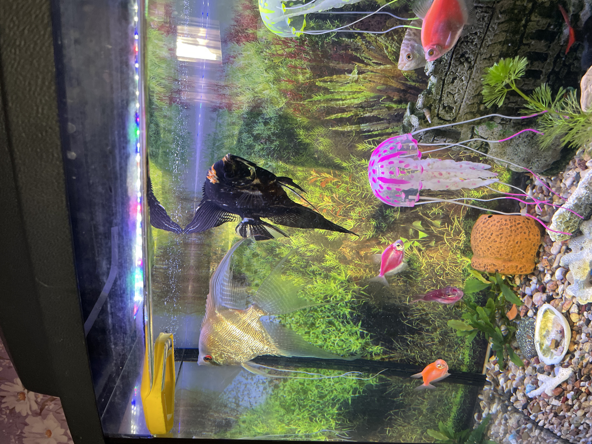 An overhead view captures a vibrant, well-lit aquarium featuring a diverse aquatic environment. The main subjects are several fish of various species and colors. Prominently displayed are two large angelfish-like fish: one mostly black with orange accents on its face, and another shimmering gold-colored fish with long, flowing fins. Smaller fish include several bright pink ones, a reddish-orange one, and a couple of light pink/silver fish. Two red fish, possibly gouramis, and another lighter fish are also visible towards the top right.
The aquarium is richly decorated with artificial elements. Two luminous, jellyfish-like ornaments, one in neon green/yellow and another in pink, float amongst the fish. The tank's background features a realistic print depicting lush green and reddish underwater foliage. The bottom of the tank is covered with gravel, small stones, and a few shells, including one light-colored, open shell. An orange, textured ceramic decoration, resembling coral or a small cave, is also present on the tank floor. Artificial green plants are scattered throughout the setup.
Along the left edge of the tank, a strip of multi-colored LED lights (red, green, blue, white) illuminates the scene, casting colorful reflections on the glass. A yellow, clip-like object is visible near the bottom-left corner, possibly for holding food or as a decoration. The water appears clear, and some small bubbles are visible, likely from an aeration system. The image is taken at an angle that shows the depth of the tank and the arrangement of its inhabitants and decorations. No visible text is present in the image.