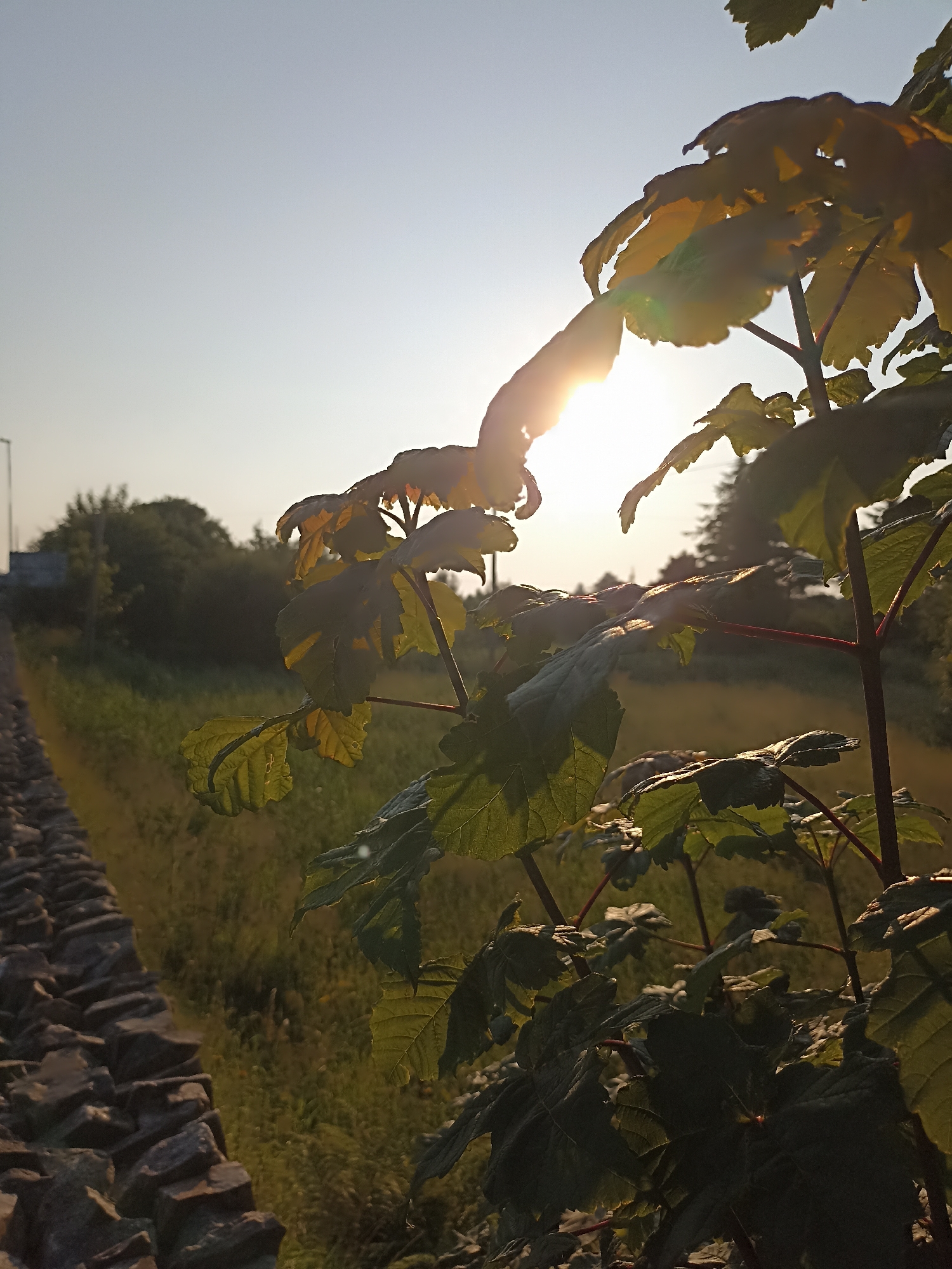 A low-angle, close-up shot shows the leaves of a plant illuminated by the setting sun. The sun's rays create a lens flare effect as they pass through the translucent leaves. In the background, a dry stone wall runs along a grassy incline, with trees and a lamppost visible in the distance. The scene appears to be an outdoor location in Annagry, Ireland, possibly during the late afternoon or early evening. There are no people or animals visible in the image.