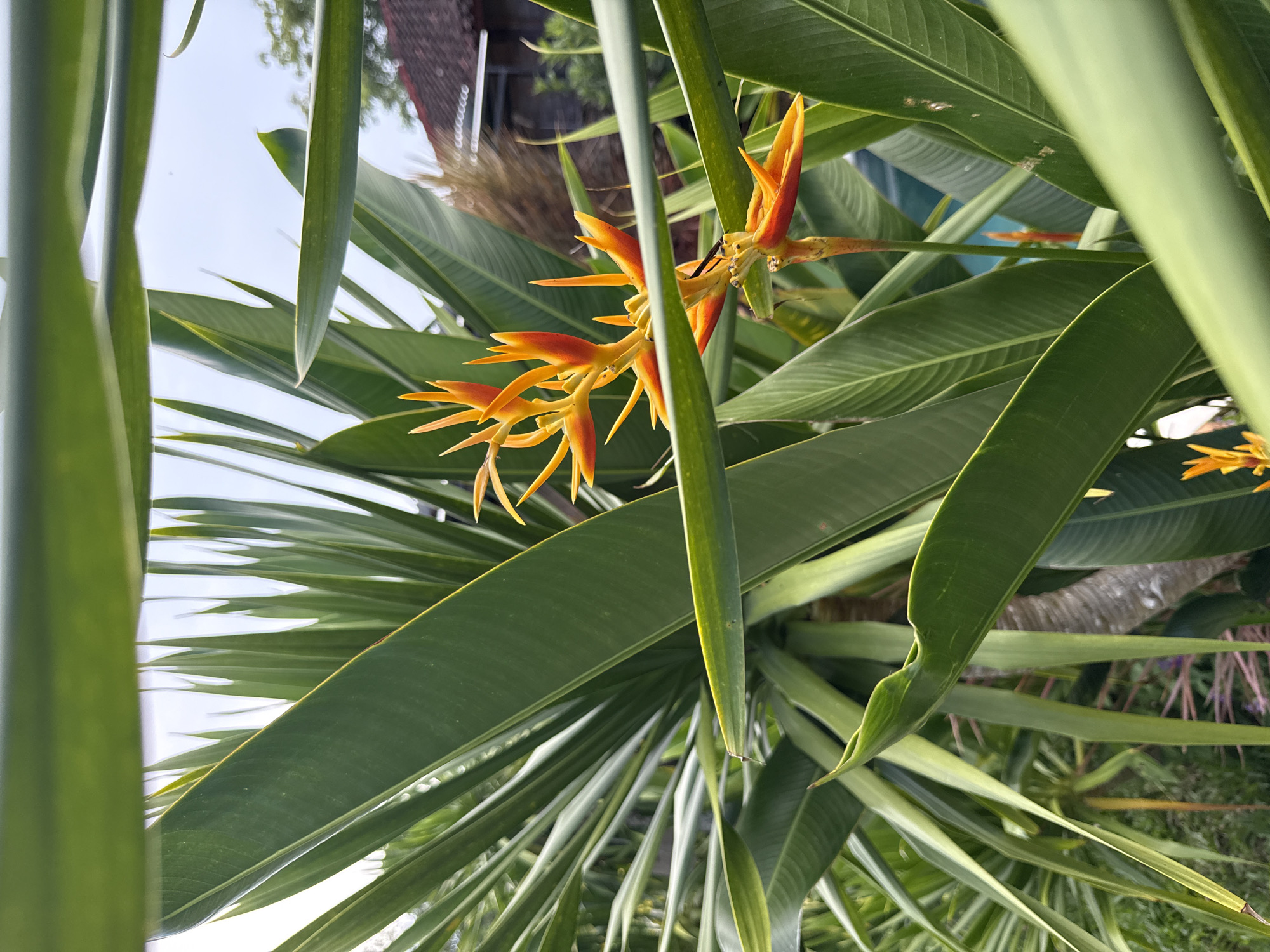 The image shows a Heliconia psittacorum plant with orange and yellow flowers, against a backdrop of long green leaves. The scene appears to be taken in an outdoor setting in Kutuh, Indonesia. Other vegetation and a blurred building structure are partially visible in the background.