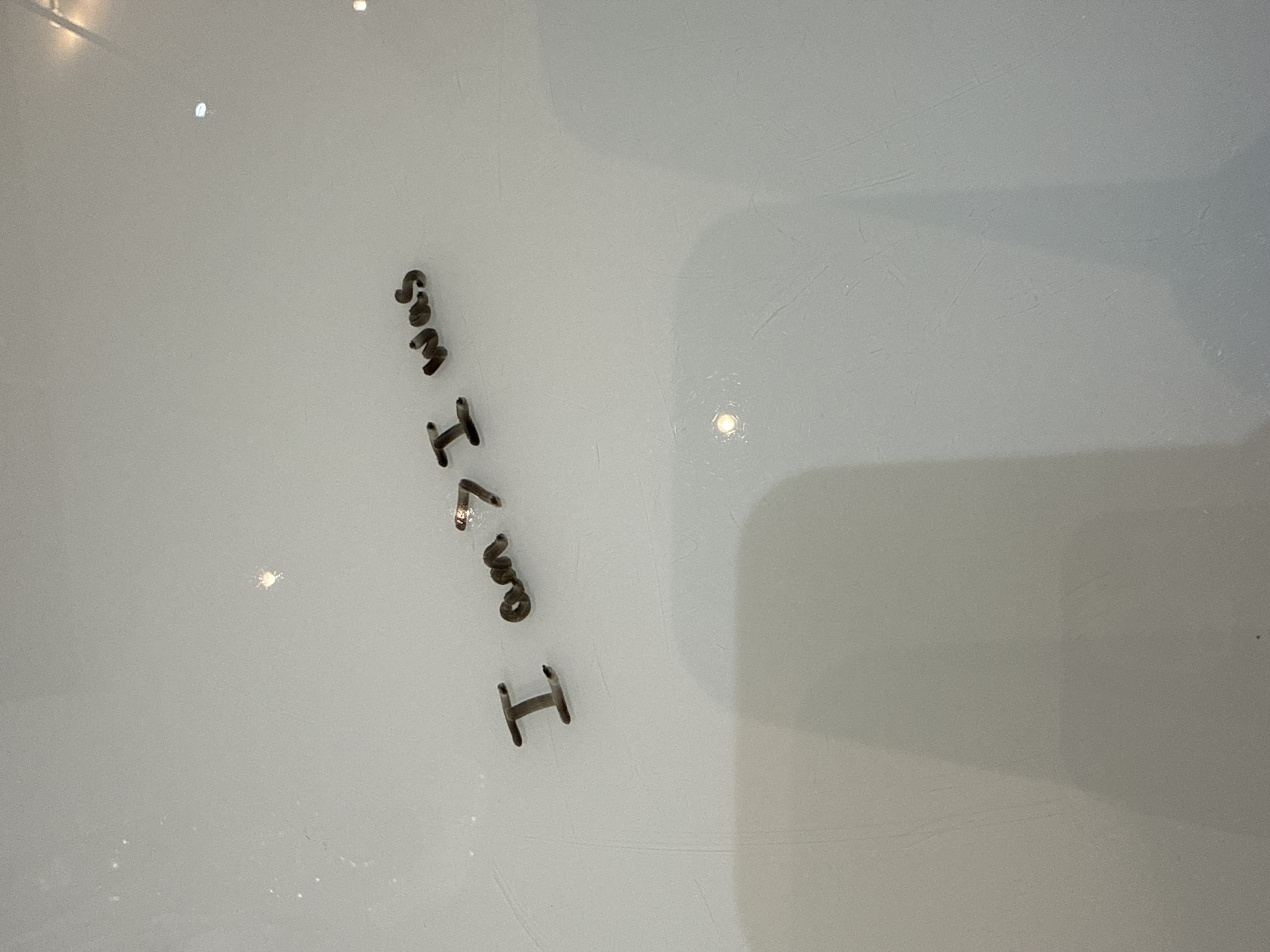 The image depicts a close-up shot of the phrase "I am I was" spelled out using small, dark-colored, possibly metal, letter-shaped objects on a white surface. The phrase is not perfectly aligned, giving it a slightly scattered appearance. The environment appears to be a simple, unadorned surface, possibly a table or countertop. The background is plain, showing no identifiable features to suggest a location in London or anywhere else. There are no people or specific subjects visible beyond the letter-shaped objects and the surface they rest on.