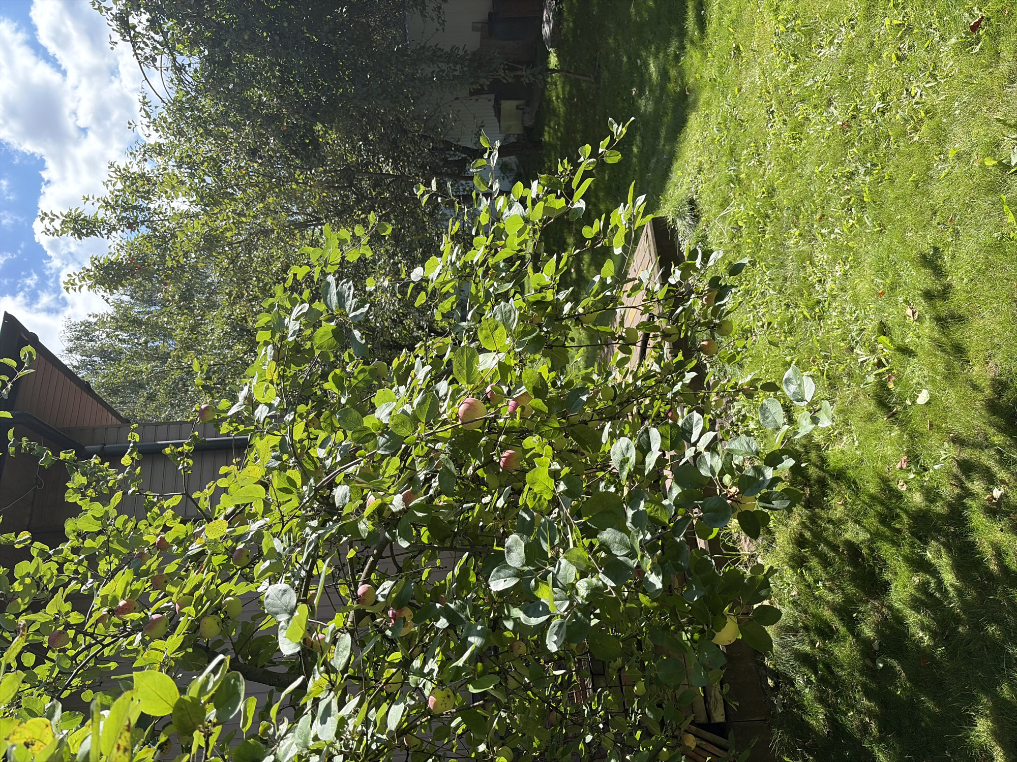 The image depicts a sun-dappled backyard scene, likely in Balashikha, Russia, on a clear day. In the foreground, an apple tree laden with ripe apples is heavily featured. The tree's branches, covered in lush green leaves, extend across the frame, some bearing small, reddish-green apples. Behind the tree, a portion of a wooden-sided house is visible, with its dark-shingled roofline and brown siding. The ground is covered in a vibrant green lawn, with distinct shadows cast by the tree, indicating bright sunlight. In the background, more trees with dense foliage can be seen, as well as a fence and what appear to be storage containers. The sky above is a bright blue, dotted with fluffy white clouds. The overall impression is that of a peaceful, domestic outdoor setting during harvest season.