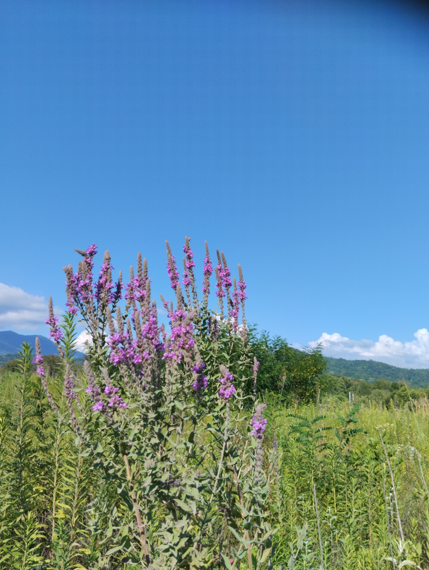 The image depicts a close-up view of tall, purple-flowered plants in a natural setting under a clear blue sky. The flowers are clustered at the top of slender stems, with lush green foliage surrounding them. In the background, there are rolling green hills and a few white clouds. The scene appears to be outdoors, likely in a field or meadow, with no people or man-made structures prominently visible. There is no indication of the location being in Adlerskiy, Russia.