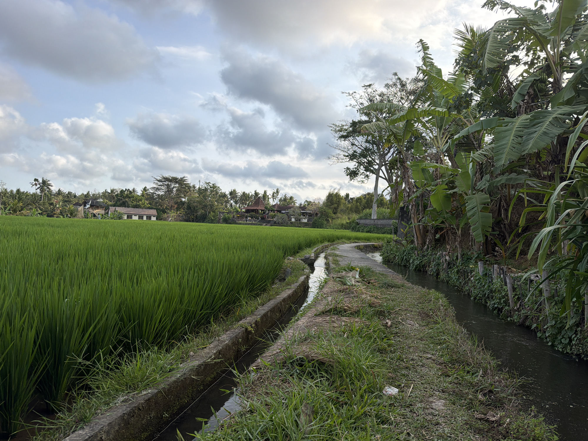 A panoramic view of a lush green rice paddy field in Ubud District, Indonesia, under a sky with scattered clouds. A narrow concrete path curves through the scene, bordered on one side by the vibrant green rice stalks and on the other by a water channel. To the right of the path, dense tropical vegetation, including banana trees, thrives. In the distance, scattered buildings with traditional roofs are visible, surrounded by more greenery. The scene depicts a serene rural landscape with elements of agriculture and tropical nature.