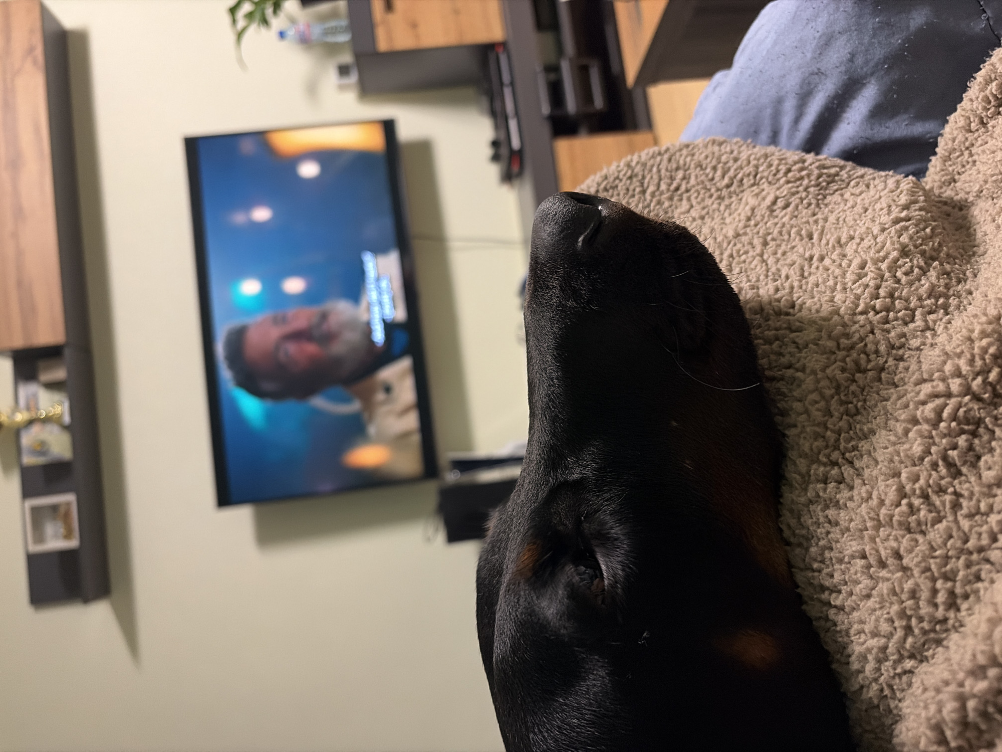 A close-up shot of a black dog's face resting on a beige sherpa blanket, a light blue shirt, and an out-of-focus background featuring a television displaying a man's face, furniture, and a wall. The dog's nose is prominently visible, and its eye is partially visible. The wall is pale yellow, and the furniture includes wooden shelves. The location is unknown and there is no evidence it is in Sofia, Bulgaria.