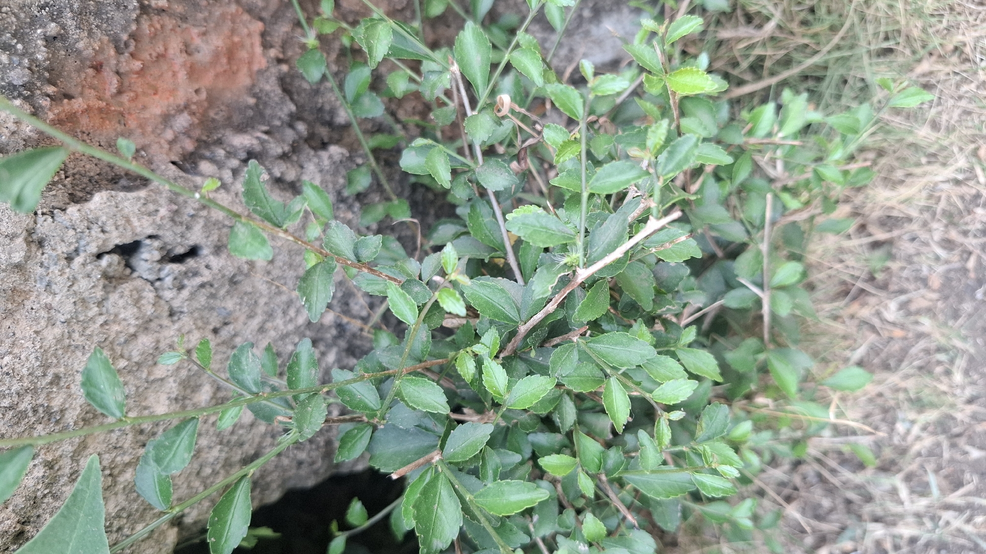 A close-up shot captures a dense, thorny bush with small, dark green, serrated leaves. The bush grows in front of a rough, textured wall, possibly made of concrete or stone, with some reddish-orange discoloration visible on the right side. The ground beneath the bush is covered in dry, brown grass and soil. The scene appears to be outdoors, likely in a garden or yard. The image was taken in Rahong, Indonesia.