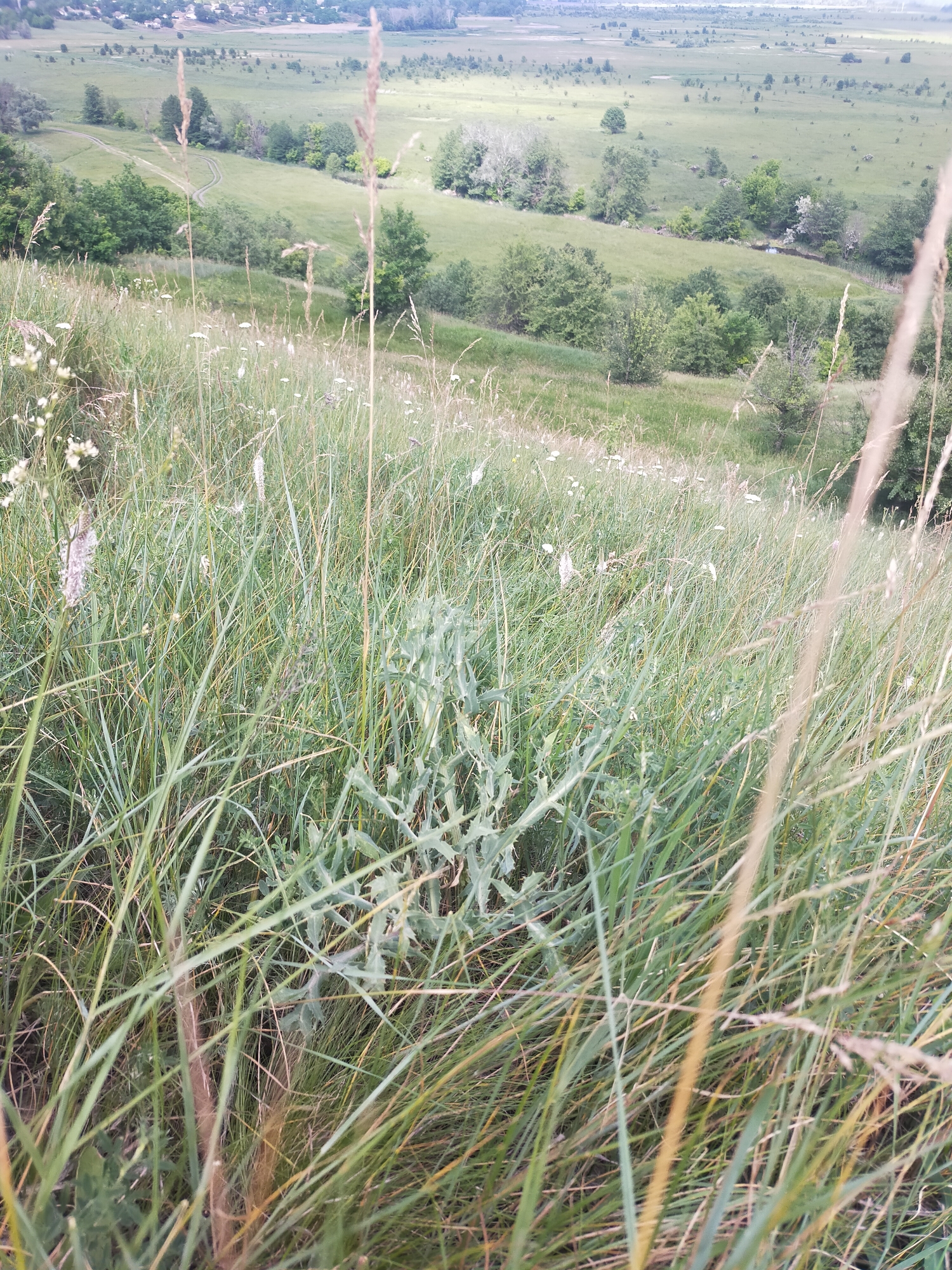 This media file captures a serene, natural landscape viewed from a grassy hillside. The scene is dominated by lush greenery, suggesting a temperate climate.
In the immediate foreground, tall blades of green grass and some dry, golden stalks fill the bottom half of the frame, creating a sense of depth as they extend towards the viewer. Scattered among the grass are small white wildflowers and a distinct thistle-like plant with jagged, grey-green leaves. The perspective is from a high vantage point, looking down and across a valley.
The midground features a gently sloping hillside covered in short, vibrant green grass interspersed with scattered trees and bushes. A winding dirt path, visible as a lighter brown line, snakes through this grassy area, disappearing behind clusters of trees. Further down the slope, more dense foliage forms a tree line.
In the background, the landscape flattens into a broad, expansive plain or valley, which appears to be a mix of fields and grassy areas with small, isolated trees and patches of woodland. A faint, hazy line marks the distant horizon.
The time of day appears to be daytime, possibly late morning or afternoon, with soft, diffused light suggesting an overcast sky or slightly hazy conditions, which mutes the colors of the distant landscape. The overall mood is one of tranquility and natural beauty. There are no visible people, animals, or text in the image.