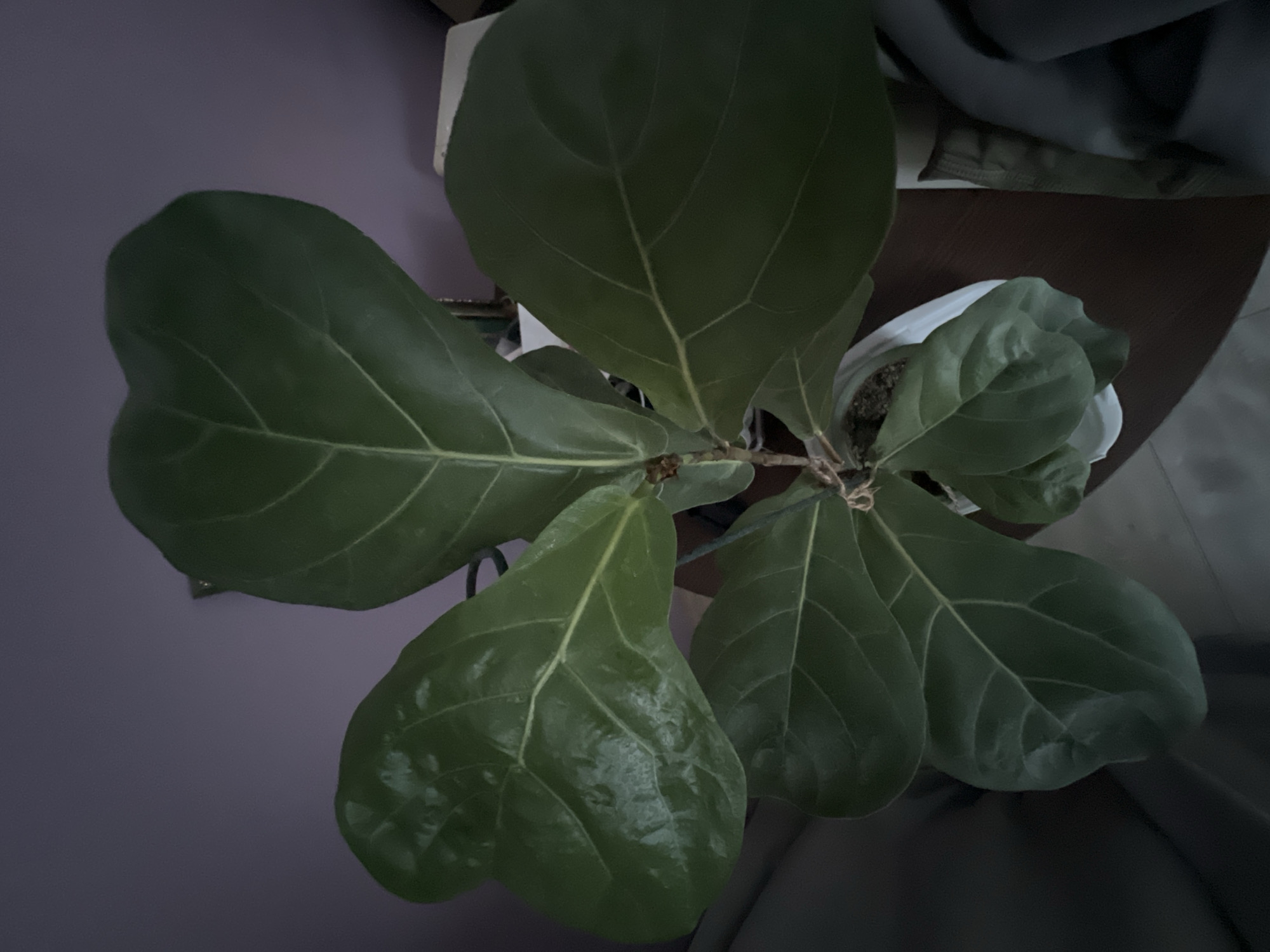 A close-up, top-down shot captures a fiddle-leaf fig plant situated on a dark brown, circular surface, likely a table. The plant has large, glossy green leaves with prominent veins, some of which show slight wrinkling. The pot is white. The background is a gradient of muted purple and dark gray, suggesting an indoor environment with low lighting. There are no people or any other discernible objects in the frame. The scene appears to be in a residential setting in an unspecified location.