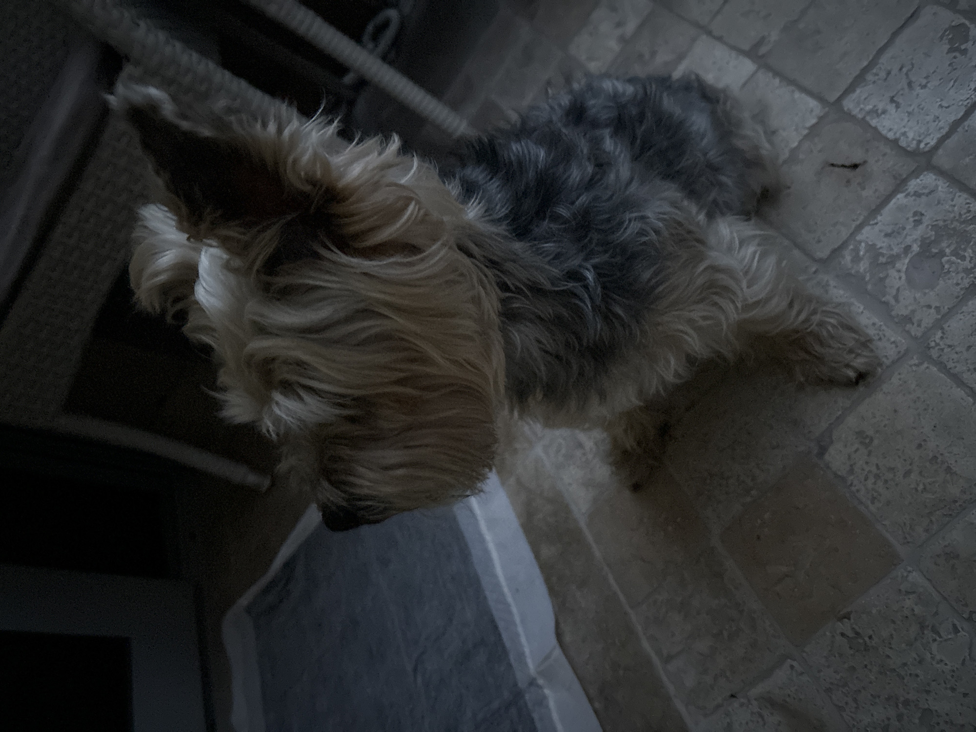 The image shows a small, fluffy dog, likely a Yorkshire Terrier, sitting on a tiled floor. The dog has light tan fur on its head and neck, and darker gray fur on its back and hindquarters. Its ears are perked up, and its head is turned to the left, suggesting it is looking at something outside the frame. The floor is made of square, light-colored tiles. In the background, there is a blue and white mat on the floor and furniture that appears to be made of wicker. The lighting is dim, creating shadows and a somewhat dark atmosphere. The image appears to be taken indoors, possibly in a home or a public space with limited lighting. The specific location in Budva, Montenegro cannot be determined from the image.