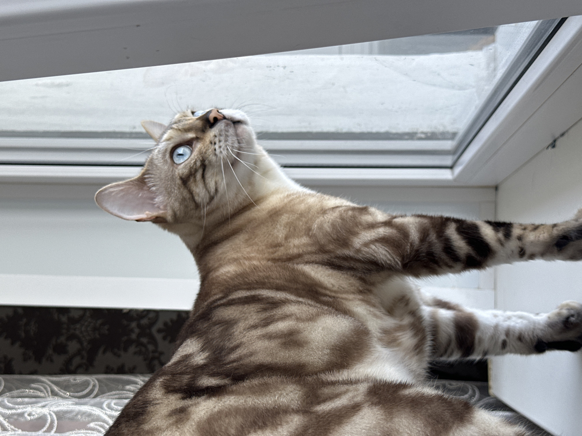 An indoor, eye-level, medium shot shows a Bengal cat with striking blue eyes standing on a white windowsill and looking out a window. The cat is facing to the right, with its body angled slightly away from the viewer. Its fur is a light tan with dark brown rosettes and stripes, and its chest and underbelly are white. The window pane is slightly frosted or dirty, obscuring the view outside. To the left of the cat, a curtain with a delicate white lace pattern is visible, and behind that, a dark, patterned wallpaper can be seen. The windowsill is plain white, and to the right, the white frame of the window extends vertically. The lighting appears to be natural, coming from the window. The cat's expression is one of attentive observation. This image was taken in Energetik, Russia.