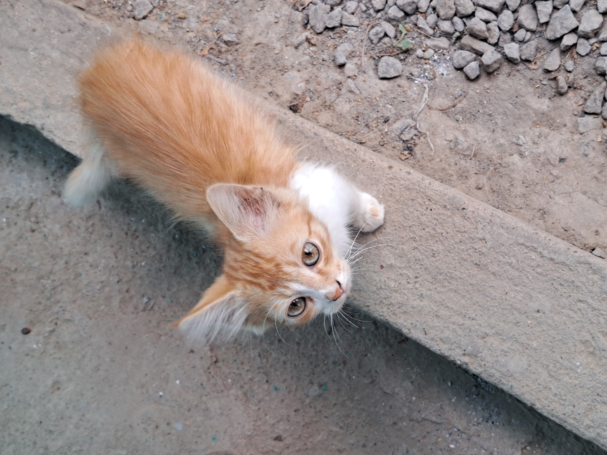 An overhead medium shot captures a ginger and white kitten standing on a raised concrete ledge. The kitten is positioned slightly off-center to the left, facing upward toward the camera with its head tilted. Its large, round eyes are a golden-brown hue, and its delicate white whiskers fan out from its nose. The kitten's fur is a warm ginger color with white patches on its chest and paws. Its ears are pointed and tipped with a lighter shade of ginger, and a tuft of white fur extends from its tail, which is blurred due to motion.
The concrete ledge the kitten stands on is rough and textured, with visible imperfections and small indentations. To the left of the ledge, the ground appears to be a dirt or sandy surface, with scattered small pebbles and faint smudges. To the right of the ledge, the ground is covered in a dense layer of grey gravel, interspersed with smaller stones, dirt, and a few dry leaves or twigs. The lighting suggests an outdoor environment, likely during daylight hours, with subtle shadows cast by the kitten and the ledge.
The scene appears to be an outdoor urban environment, possibly a neglected or undeveloped area within the city of Vypasne, Ukraine. The overall impression is one of a common, unadorned outdoor setting, typical of a residential area or a less manicured public space. There are no visible people or signs of human activity beyond the presence of the concrete structure.