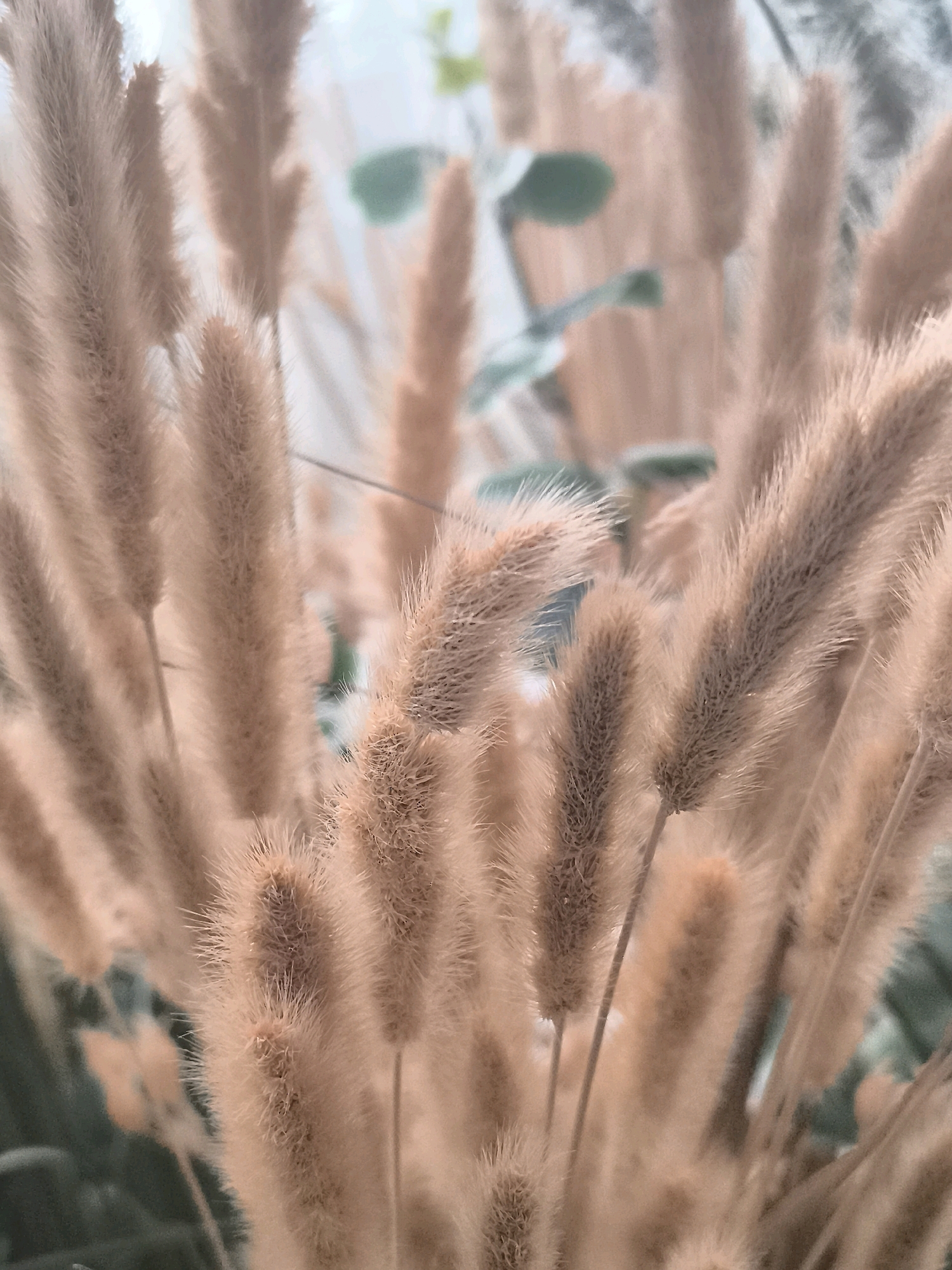 A close-up, shallow depth-of-field shot focuses on several stalks of fluffy, beige ornamental grass. The stalks are blurred at their bases and sharper towards their feathery tops, with individual filaments visible. In the background, out-of-focus green leaves and lighter, blurred stalks of the same grass create a soft, airy ambiance. The lighting is diffused and appears to be natural, casting a warm, gentle glow on the subject. The image does not depict any people, actions, or interactions. It is an abstract, botanical study. This image is not definitively linked to Klaipėda, Lithuania, or any specific urban location.