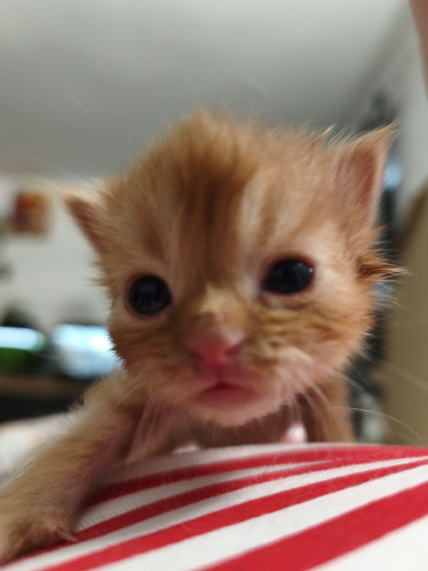 A close-up, low-angle, eye-level shot shows the face of a very young, fluffy, orange tabby kitten. The kitten's eyes are wide open and dark. Its nose is pink and slightly moist. The kitten is facing forward, and its head is tilted slightly to the left. The background is out of focus and appears to be an indoor setting with neutral-colored walls. The kitten's body is partially visible in the foreground, resting on a surface with red and white stripes, possibly a blanket or towel. The lighting is bright and appears to be natural light. The image is sharp on the kitten's face, with the rest of the image becoming progressively blurred. There are no people or other animals visible. The kitten's fur is short and appears slightly damp in places. The overall impression is one of innocence and vulnerability.