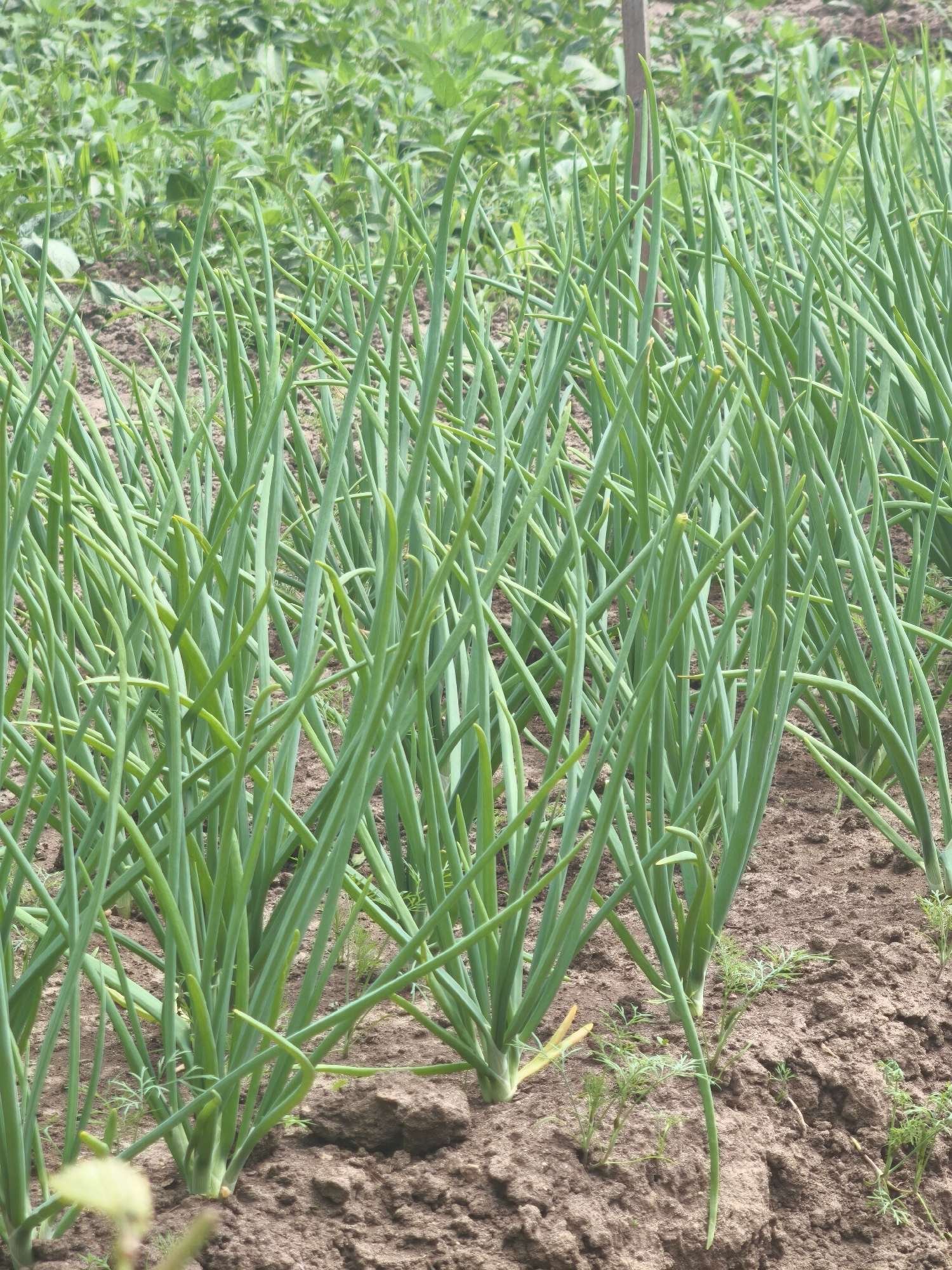 The image shows a close-up view of a field of green onions. The onions are planted in neat rows in dark brown soil. The stalks of the onions are long and slender, and they are a vibrant green color. In the background, there are more green plants, possibly other vegetables or crops, and some dry grass. The lighting suggests it is daytime, with diffused sunlight. The scene appears to be a garden or a farm. There is a wooden stake visible in the upper center of the frame, possibly used to support taller plants or mark rows. The image does not contain any people. The location is identified as Kady, Russia.