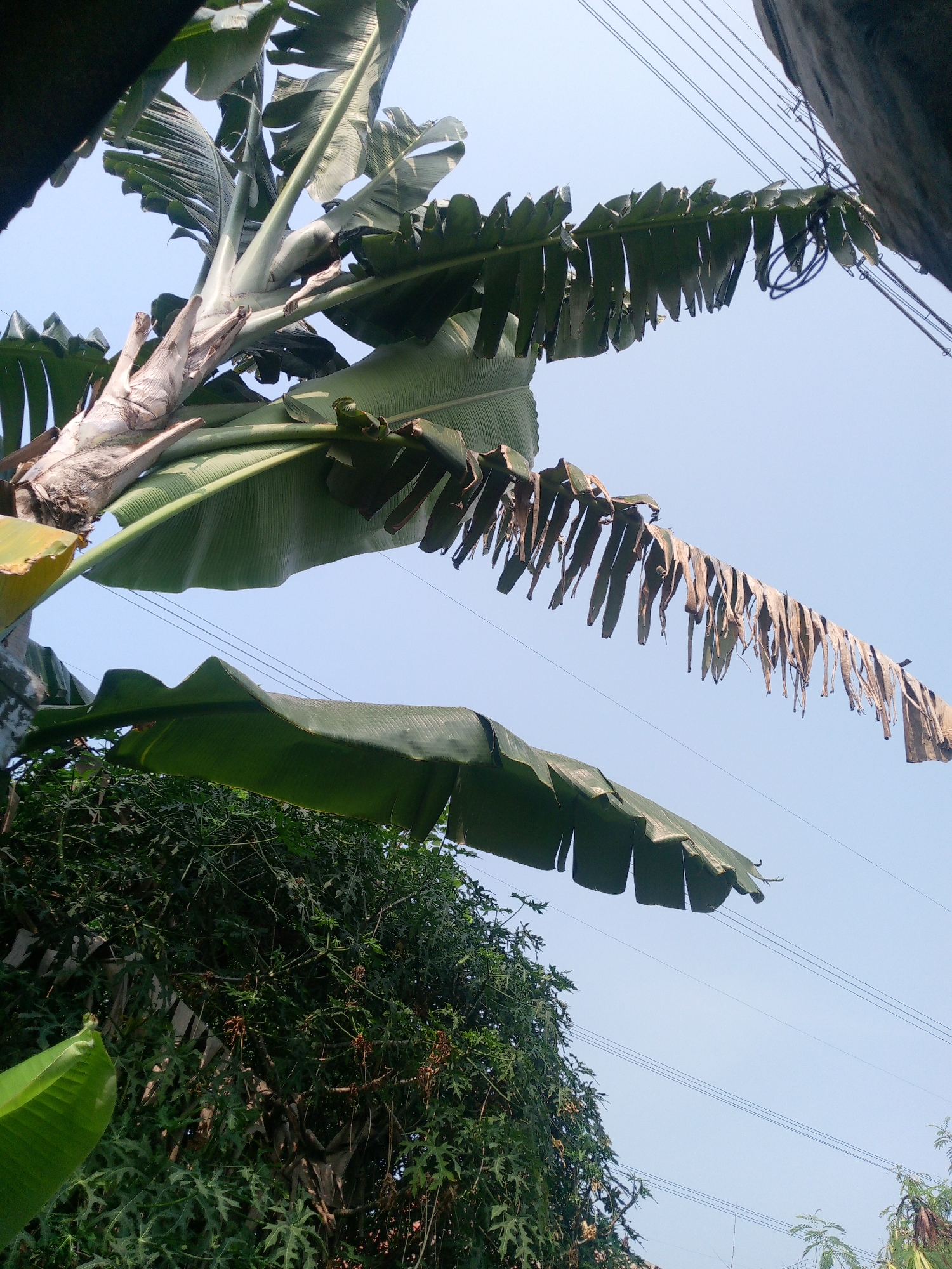The image depicts a clear sky above a dense green canopy of vegetation, possibly a garden or jungle, with banana trees prominently featured. A banana tree trunk, showing signs of age and wear, supports large, vibrant green leaves. One of these leaves, towards the top right of the frame, appears dry and tattered, with long, narrow strips hanging downwards. This leaf stretches across the frame, in front of several thin, parallel wires, suggesting the presence of overhead power lines. Below this, another large, green banana leaf arches gracefully, its surface exhibiting the characteristic venation of its kind. Further down, a thick growth of leafy green plants fills the lower portion of the image, with some brown, dried elements visible within the foliage. The overall scene suggests an outdoor setting in a tropical or subtropical climate, with the presence of banana trees and lush vegetation. The overhead wires and the angle of the image suggest the viewer is looking upwards towards the sky, possibly from ground level or a slightly elevated position. The image does not contain any people or overt actions, but rather captures a static natural scene with man-made elements interspersed. The location is stated to be Dukuh, Indonesia.