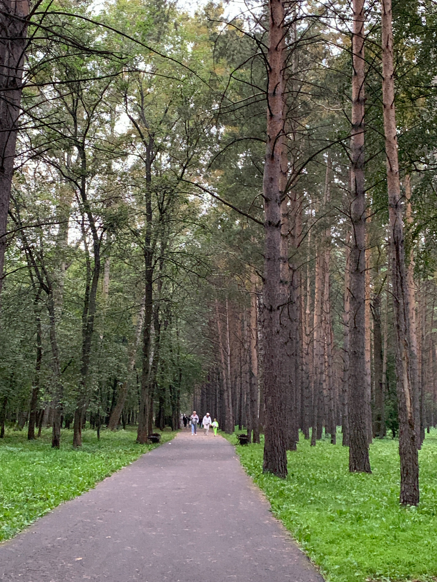 The image depicts a paved pathway through a dense forest with tall, mature trees. The pathway curves gently into the distance, flanked by lush green grass. Several people are walking along the path, appearing as small figures in the distance. The overall environment suggests a park or wooded area, likely within the city of Prokopyevsk, Russia, given the context. The trees are predominantly coniferous, with some deciduous trees mixed in, creating a canopy that filters the daylight. The scene conveys a sense of tranquility and nature within an urban setting.