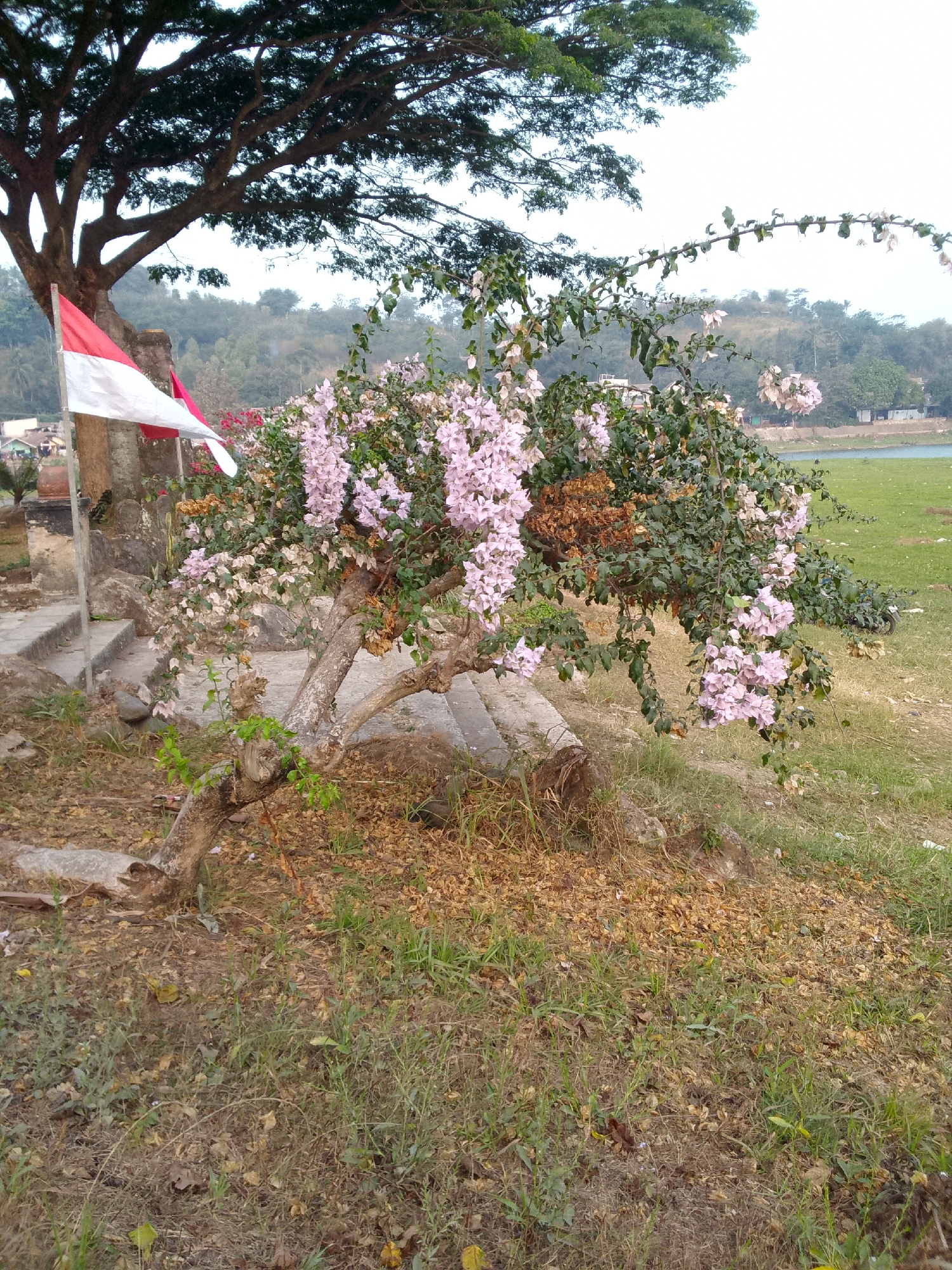 The image depicts a natural landscape with a large tree and a flowering bush. A red and white flag, likely the Indonesian flag, is partially visible on the left side of the frame, attached to a pole. The bush features clusters of light pink and white flowers. The ground is covered with dry leaves and grass. In the background, there is a body of water, possibly a river or lake, with a grassy bank and some trees and buildings. The sky is overcast. This scene is located in the city of Ciburuy, Indonesia, a region known for its natural beauty and rural settings.