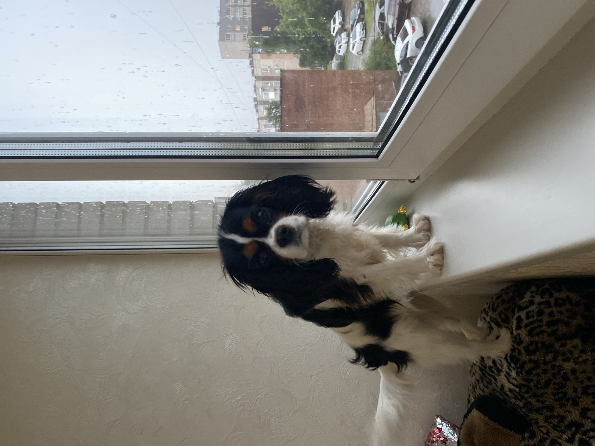 A Cavalier King Charles Spaniel sits on a windowsill, looking out at a rainy day. The dog is primarily white with black and tan markings on its face and body. It has large, dark eyes and floppy ears. The dog is looking towards the camera, with its head tilted slightly.
The windowpane is covered in raindrops, suggesting inclement weather. Outside the window, apartment buildings and parked cars are visible, indicating an urban or suburban setting. The sky appears overcast and gray. The windowsill itself is white, and a bit of a leopard-print cushion or blanket is visible to the right of the dog. The interior wall behind the dog has a textured wallpaper pattern.
The scene suggests a quiet, domestic moment, with the dog observing the weather. The overall mood is calm and perhaps a little melancholic due to the rain. The image was taken indoors, looking out a window. There is no visible text in the image.