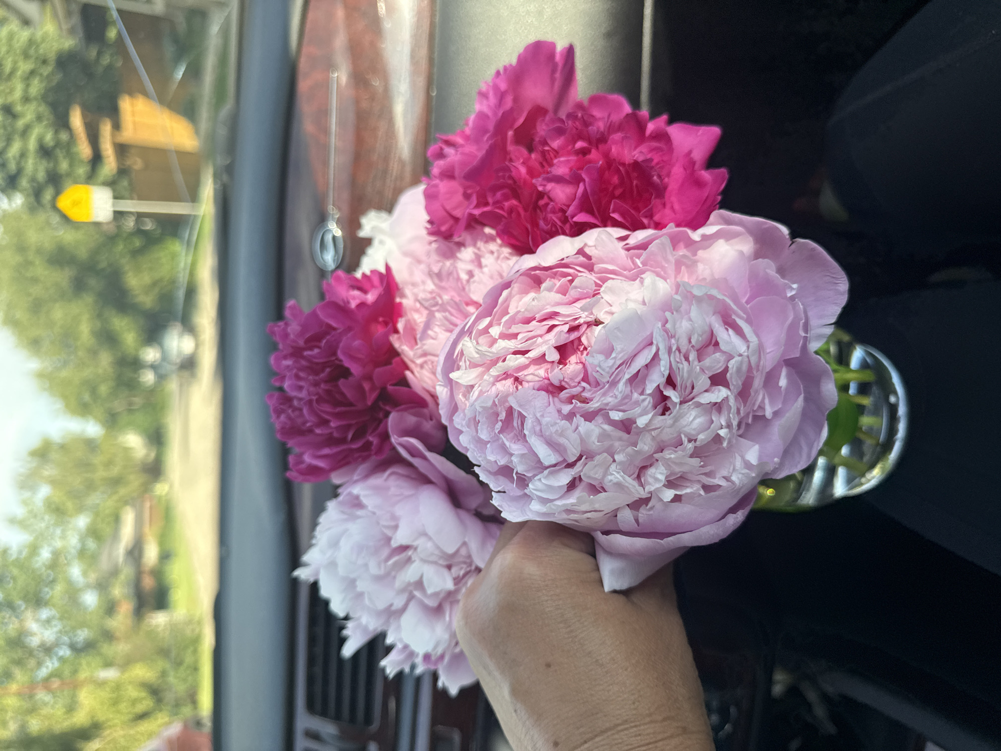 A hand holds a bouquet of peonies. The peonies are in various shades of pink and fuchsia, with ruffled petals. The hand is holding the flowers in a clear glass vase. The background is dark, with some blurry green foliage visible on the left side of the image. The scene appears to be indoors, possibly in a car, as a window is visible on the left with an outdoor scene reflected in it. The outdoor scene includes trees and a yellow and white sign. The lighting suggests it is daytime. No text is visible in the image.