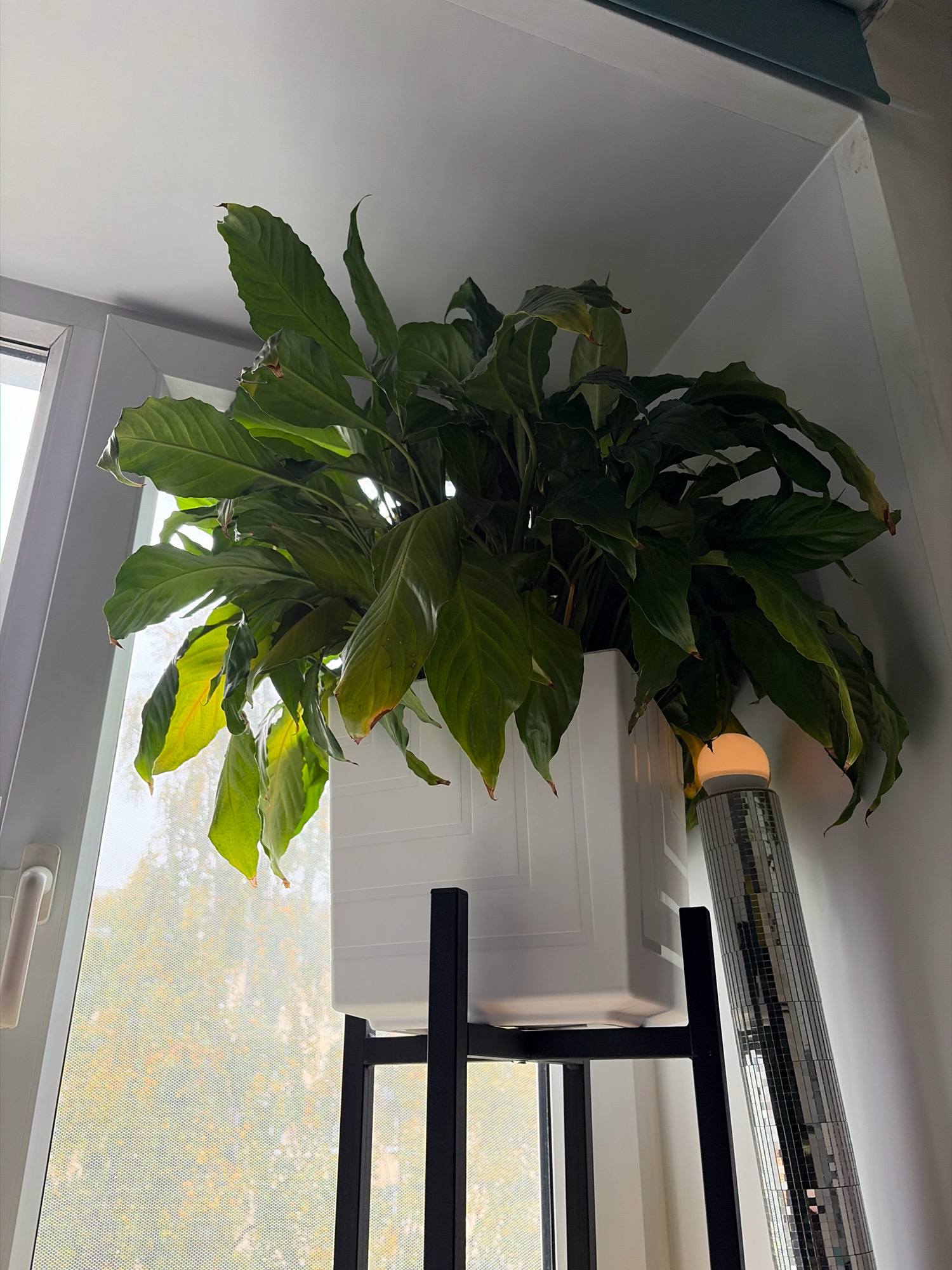 This is a low-angle, full-shot photograph taken indoors. The primary subject is a large, leafy green houseplant in a white geometric planter, which is supported by a black metal stand. The plant is positioned near a window with a frosted or patterned glass, through which the blurred shapes of trees with yellow and green foliage are visible, suggesting an outdoor environment. To the right of the plant, a tall, cylindrical lamp with a mirrored mosaic surface and a glowing orb at its top is leaning against a white wall. The wall appears to be the corner of a room, with a section of the ceiling visible at the top of the frame, painted white, and a dark green trim near the top right edge. The scene is lit by natural light coming from the window and the lamp. There are no people or animals present in the image. The overall impression is one of domestic indoor plant cultivation. This image does not provide any information about the city of Arkhangelsk, Russia.