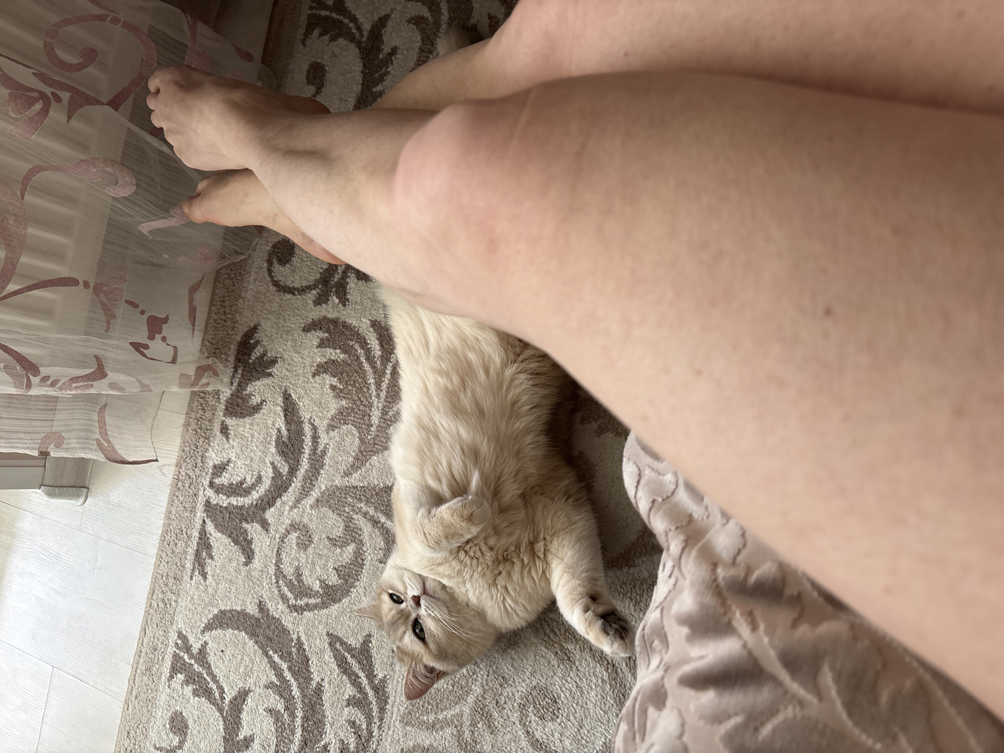 A cat is lying on its back on a patterned rug. A person's legs are positioned around the cat. The location is inferred to be Chaikovsky, Russia.