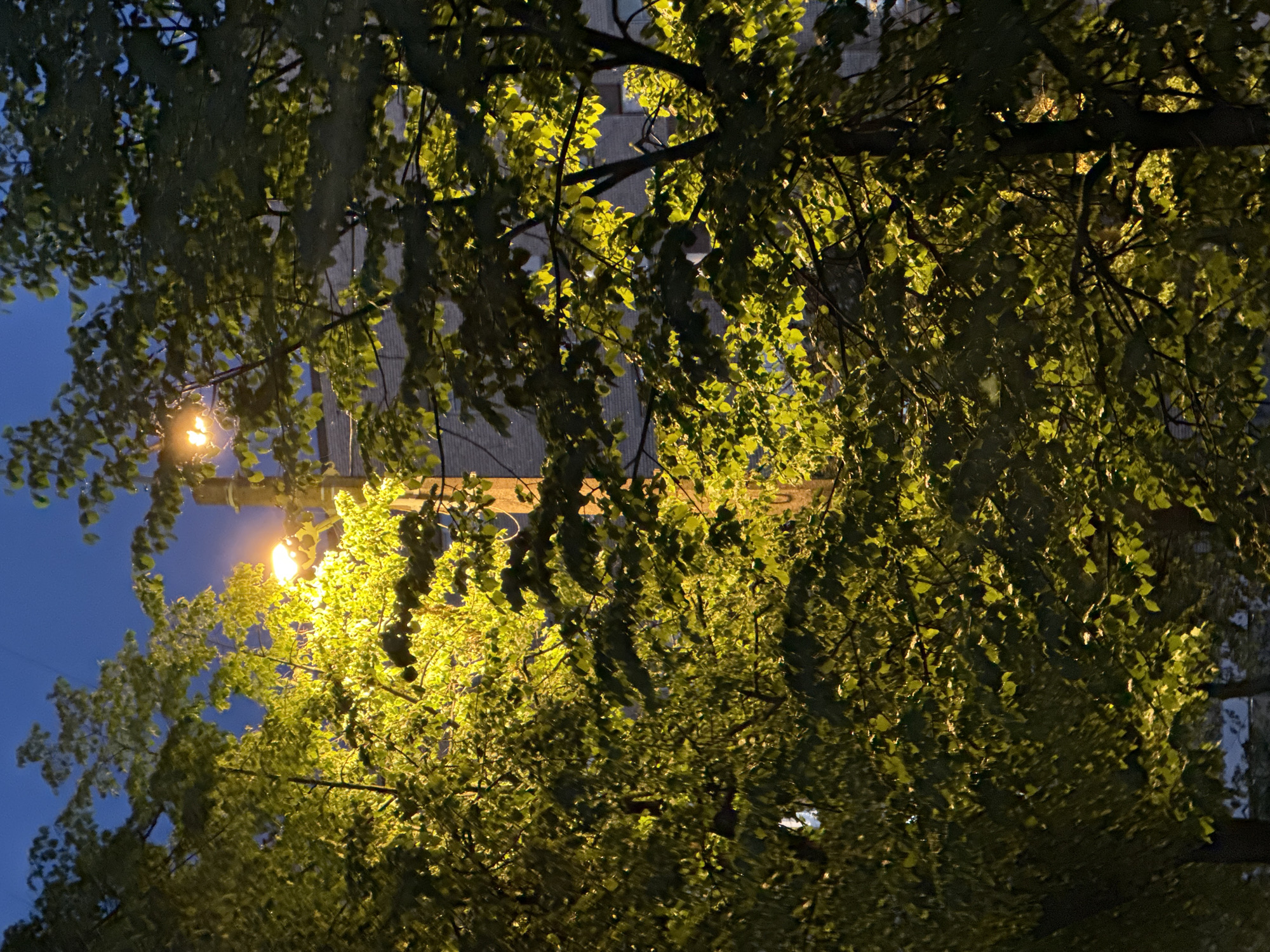 An outdoor medium shot captures a street light illuminating the leaves of trees at dusk in Saint Petersburg, Russia. The sky is a deep blue, transitioning to a darker hue at the top of the frame. The street light, emitting a warm yellow glow, is positioned in the center-left of the image, casting light on the dense foliage. The leaves appear lush and green, with some areas brightly lit and others in shadow. In the background, a building with a brick facade is visible, partially obscured by the trees. The overall impression is one of an urban setting at twilight, with the artificial light creating a dramatic interplay of light and shadow among the natural elements. No people or animals are visible in the scene.