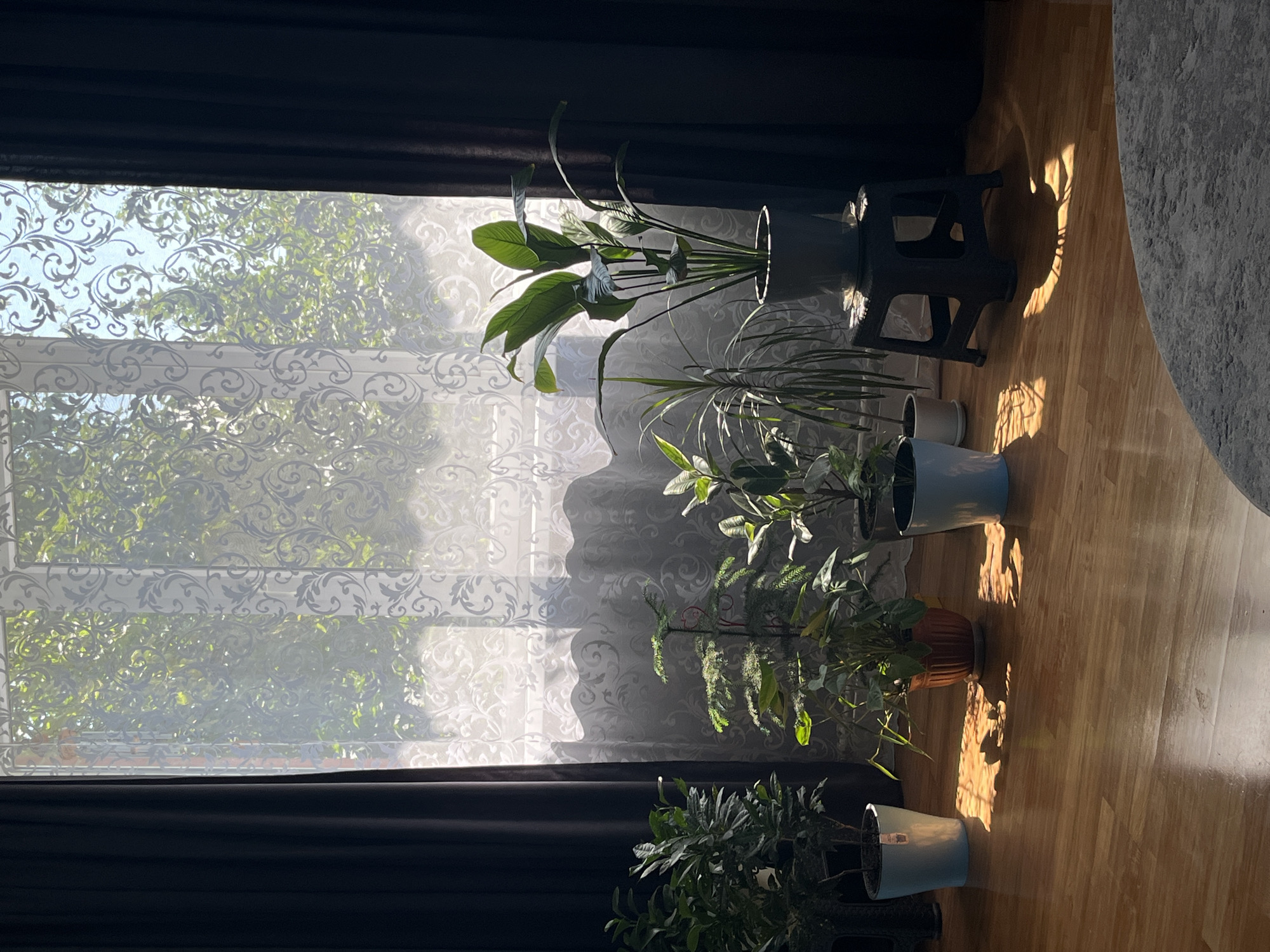 The image shows an interior scene of a room with several potted plants in front of a window. The window is covered by a sheer, patterned curtain that diffuses the sunlight streaming in. Dark curtains frame the window on either side. The floor is made of polished wood, reflecting the sunlight and casting shadows of the plants. Several houseplants of varying sizes and types are visible, including a large bird of paradise plant in a light gray pot on a black stool. The overall atmosphere is calm and natural, with sunlight creating a warm glow. This scene is located in Saratov, Russia.