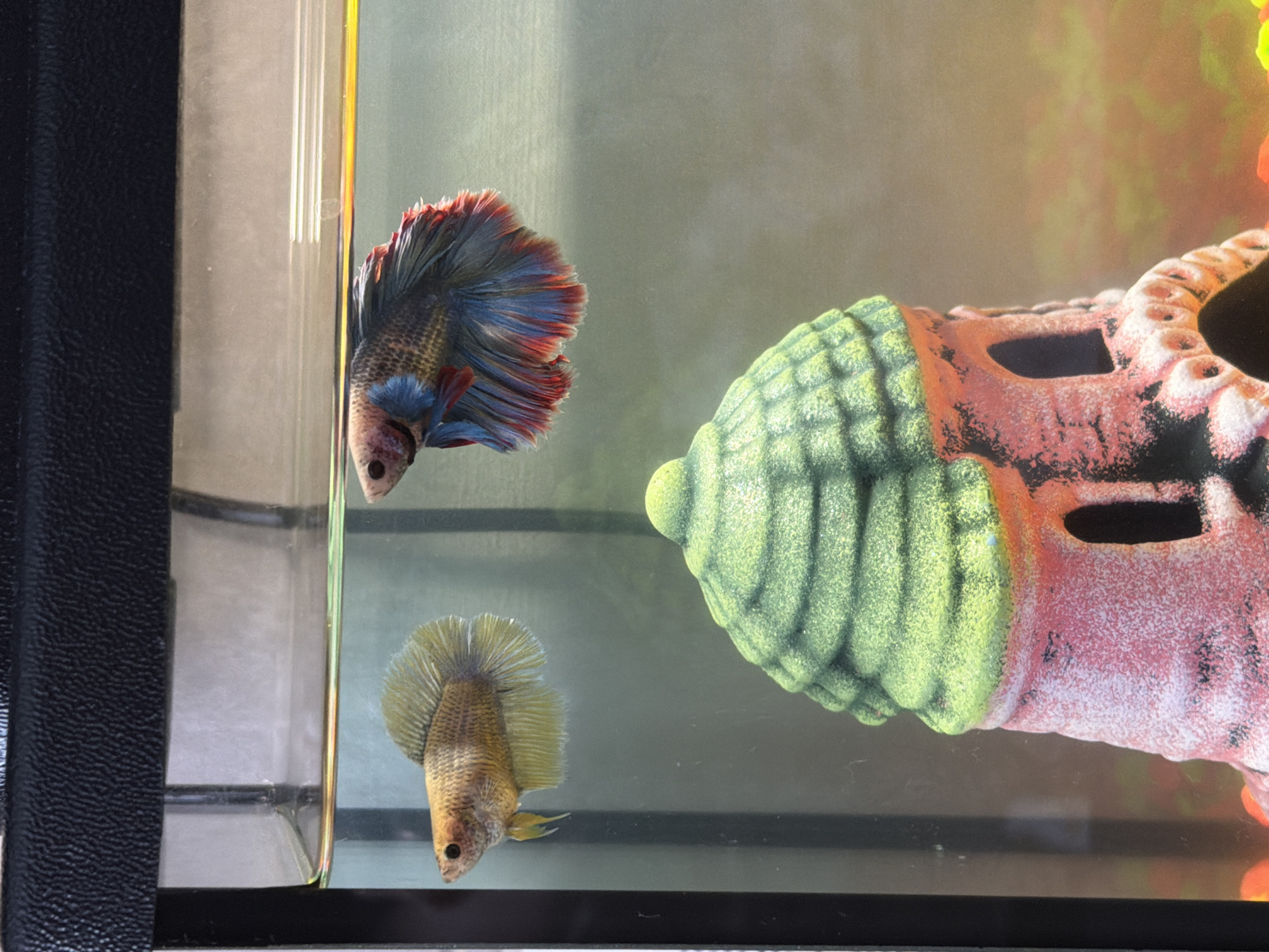 The image depicts two Betta fish within an aquarium. One fish is near the corner, displaying a vibrant mix of blue, red, and gray coloration with a ruffled fin. Below it, another Betta fish exhibits a pale yellowish-tan color with a rounded fin. To the right, inside the tank, is an artificial decoration resembling a coral or a decorative object, primarily orange and green. The background is indistinct, with some green and orange elements. The foreground shows the black trim of the aquarium. There is no indication that this is in Reshetnikovo, Russia.