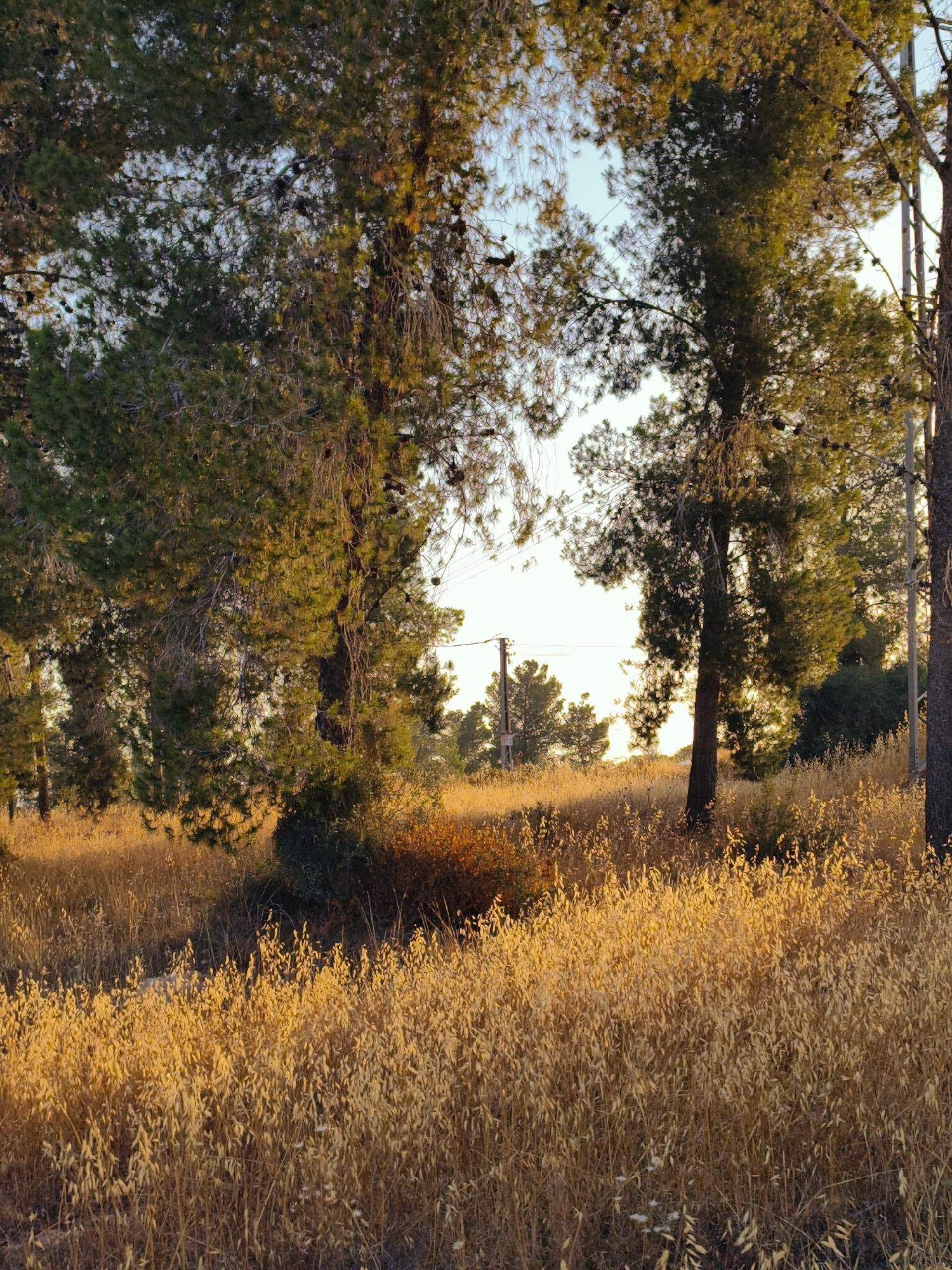 A serene landscape portrait captures a field of golden, dry vegetation under the warm light of what appears to be either sunrise or sunset. The scene is framed by several tall, dark green pine trees, whose needles and visible pinecones create a rich texture against the light sky. The low sun casts a golden glow across the vast expanse of dried grass or oats that covers the ground, making it appear luminous.
The foreground and mid-ground are dominated by this vibrant golden vegetation, with some darker green shrubs and brush interspersed among the dry stalks. Through the canopy of the trees, patches of a clear, pale blue sky are visible.
On the right side of the image, behind a large pine tree, part of a wooden utility pole with insulators and power lines can be seen. Another, smaller utility pole is visible further in the background, towards the left of the central opening in the trees. The overall atmosphere is peaceful and natural, emphasizing the dramatic lighting of the golden hour in a dry, Mediterranean climate. No human activity is depicted, and no text is visible. The setting is the Lachish Regional Council, Israel.