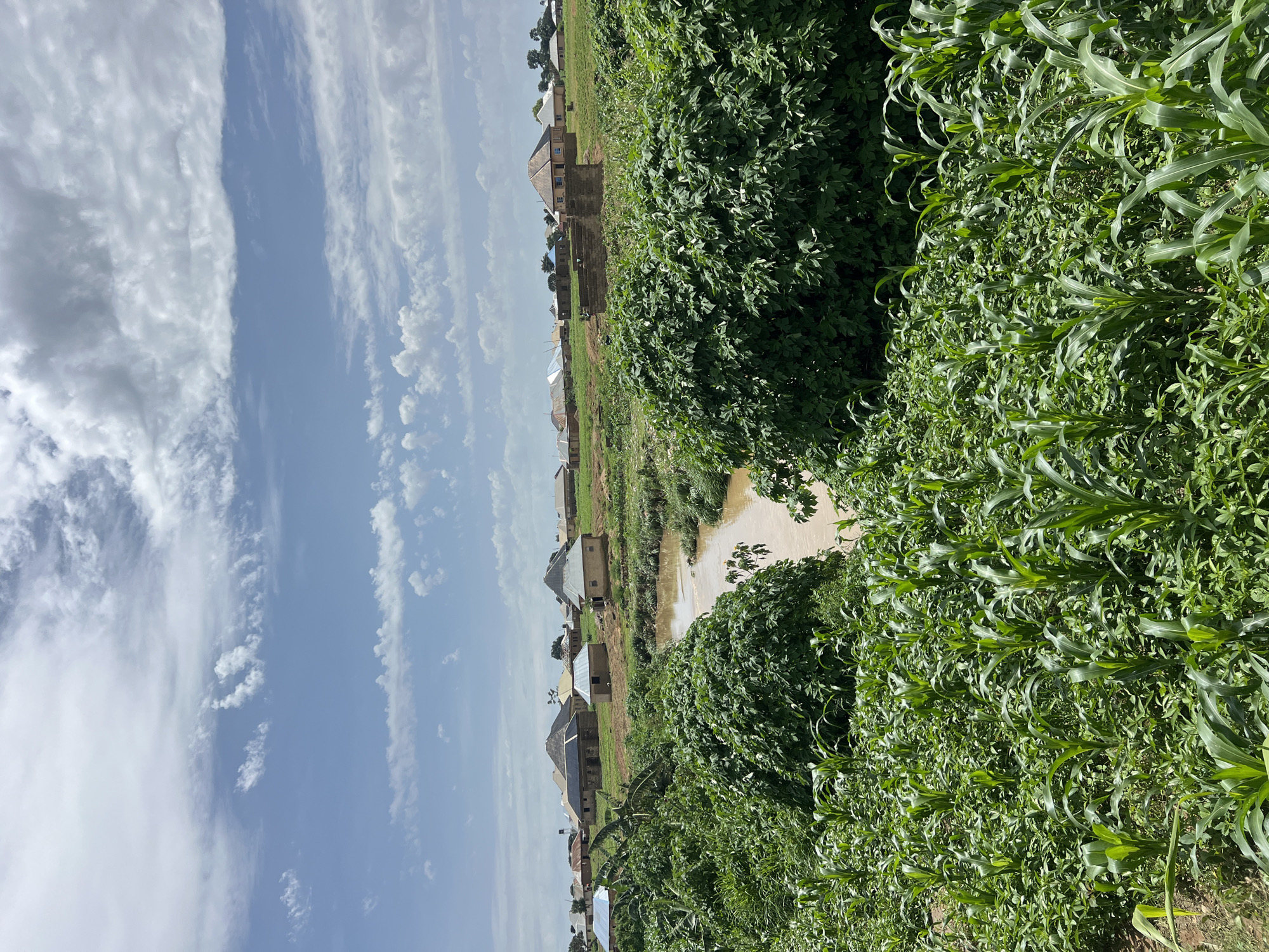 This is an aerial view of a village in Jos, Nigeria. The village is surrounded by lush green vegetation, with a muddy river flowing through it. In the foreground, there are rows of corn stalks and other plants. In the mid-ground, the river is visible, with dense foliage on its banks. In the background, there are several houses with thatched roofs and concrete walls. The sky is blue with scattered white clouds. The overall scene depicts a rural Nigerian village.