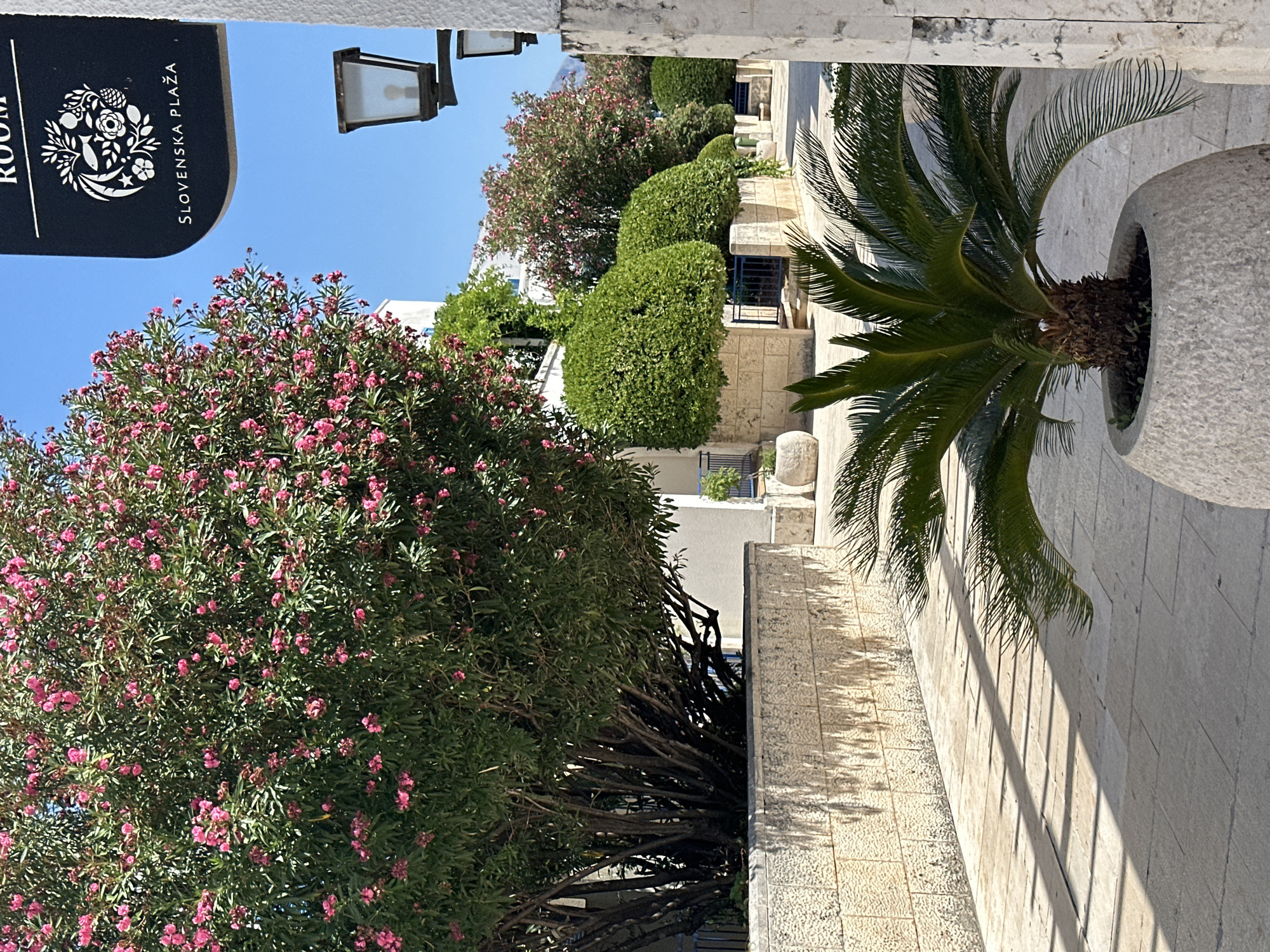 The image depicts a sunny outdoor scene, likely a walkway or plaza, in Budva, Montenegro. In the foreground, a potted palm tree with feathery fronds is visible. Behind it, a stone wall is illuminated by sunlight, casting long, geometric shadows across the paved ground.
To the left, a large, lush tree with abundant pink flowers dominates the frame. Its thick trunk and branches are visible, emerging from a stone planter. Further into the background, there are meticulously trimmed, rounded green bushes, also contained within stone planters, suggesting a well-maintained public space.
A sign with the text "SLOVENSKA PLAŽA" and a circular emblem is affixed to a white structure on the right side of the image. The blue sky overhead indicates a clear day. The architecture visible, including the stone work and building facades, is consistent with Mediterranean design. The presence of decorative lighting fixtures attached to the white structure on the right further reinforces the impression of a public area.