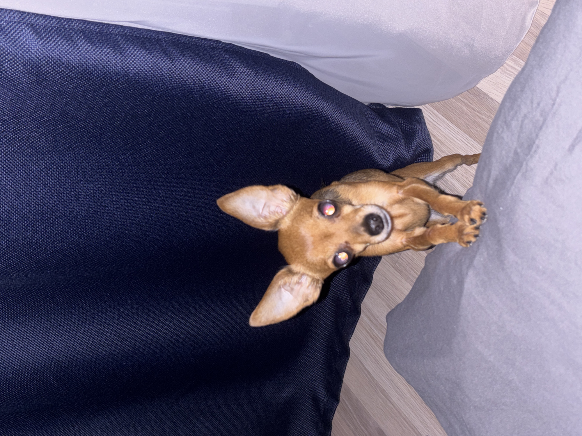 A small, brown Chihuahua-like dog with large ears is positioned between a navy blue textured surface and a light gray-white surface, likely bedding. The dog is looking upward, with its front paws resting on the gray-white surface. The background consists of a light-colored wooden floor. The location in the city of Chaikovsky, Russia, cannot be confirmed or inferred from this image.