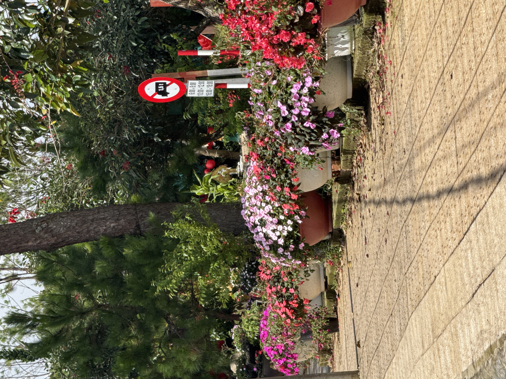 The image depicts a street scene in Da Lat, Vietnam, featuring a row of potted flowering plants lining a paved walkway. In the background, a variety of trees and lush green foliage create a natural backdrop. A red and white striped pole stands near a traffic sign that displays a red circle with a diagonal line over a truck icon and the text "1,5t," indicating a weight restriction. Below the weight restriction sign, a smaller sign lists time intervals: "6:00 - 8:00," "10:00 - 12:00," and "16:00 - 18:00." The paved walkway is textured and shows scattered fallen flower petals. The lighting suggests it is daytime, with shadows cast by the trees and plants. There are no people visible in the image.