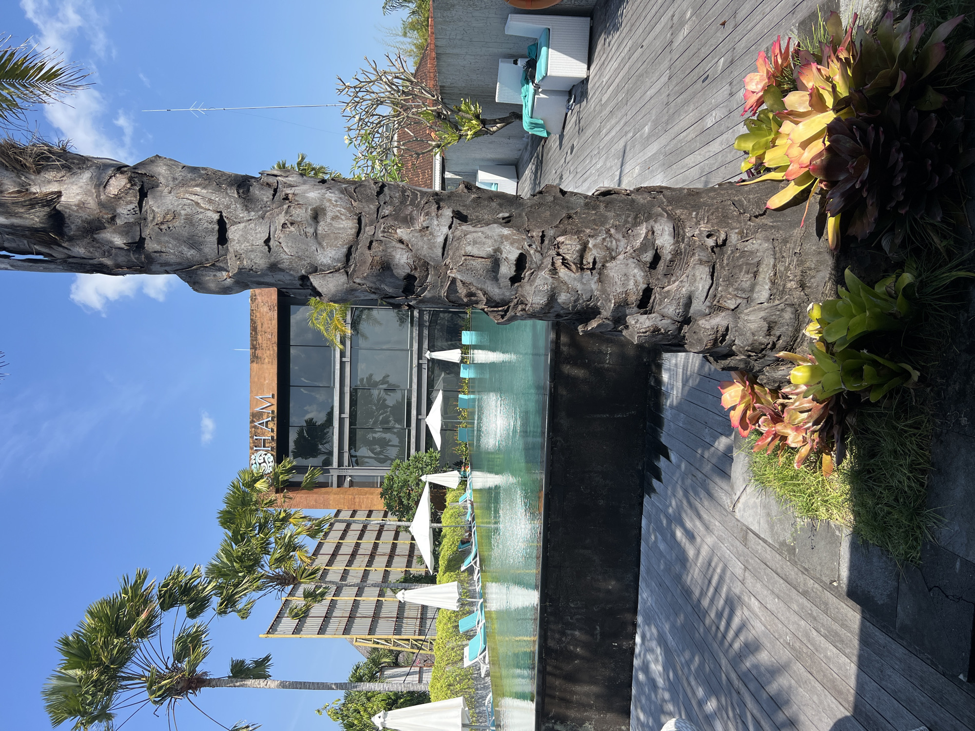 A resort swimming pool area is depicted on a bright, sunny day, likely in North Kuta, Indonesia. In the foreground, a large, rough-barked palm tree trunk dominates the right side of the frame, casting dappled shadows on the weathered wooden deck. Lush, colorful bromeliads with red and yellow leaves are planted at the base of the tree. The wooden deck extends towards a rectangular swimming pool with turquoise water. Along the edge of the pool, several white lounge chairs and closed white umbrellas are arranged. Beyond the pool, a modern building with large glass windows and a brick facade displays the illuminated logo "SHAM." Tall palm trees with fan-shaped leaves sway gently in the background. A metal fence with vertical slats is visible to the left of the building. On the right side of the frame, beyond the pool, white wicker lounge chairs with turquoise cushions are visible on another wooden deck area, with a hint of a terracotta-tiled roof in the distance. The sky is clear blue with a few wispy clouds.