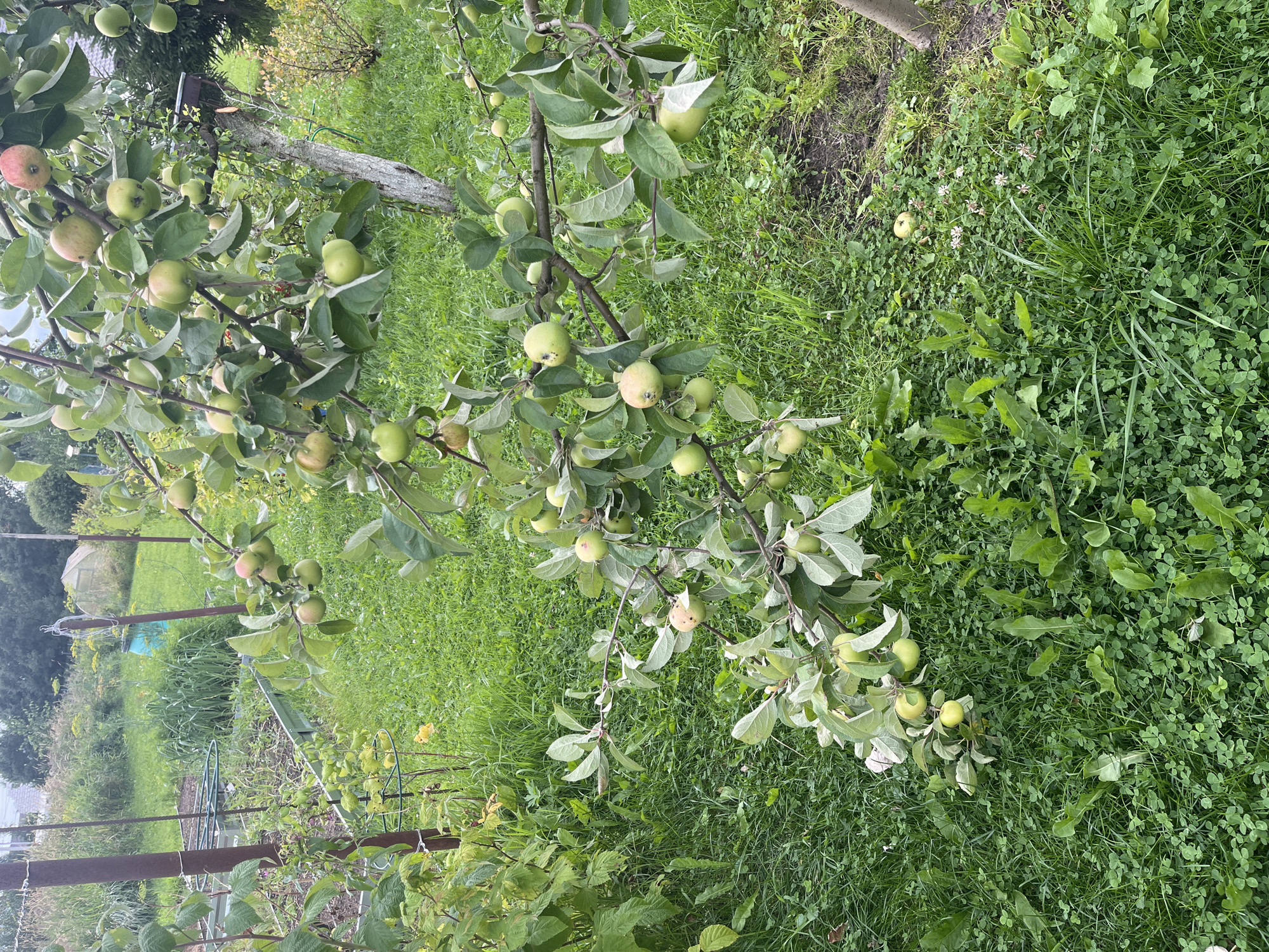 A close-up shot captures an apple tree laden with green and reddish apples, set against a backdrop of a garden in Vladimirovka, Russia. The tree's branches, heavy with fruit, extend across the frame, with some apples appearing ripe for harvest. Lush green grass covers the ground, interspersed with clover and other low-lying plants. In the background, a greenhouse and a weathered wooden fence suggest the presence of a rural or semi-rural setting. The scene is bathed in natural light, indicating it was taken outdoors during daylight hours.