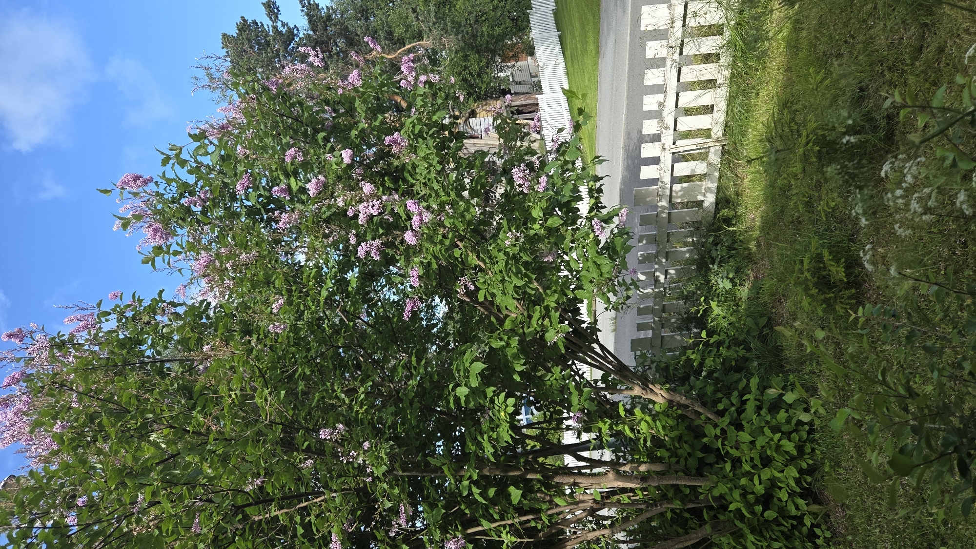 A sunlit, eye-level shot captures a blooming lilac bush in Tynset, Norway, on a clear day with a vibrant blue sky dotted with white clouds. The lilac bush, laden with clusters of light purple flowers and lush green leaves, dominates the foreground. Behind it, a white picket fence runs along a paved road, with a glimpse of a building and more trees in the background. The grass in the foreground is a mix of green and brown, with some areas showing dappled sunlight. The scene conveys a sense of peaceful summer day.