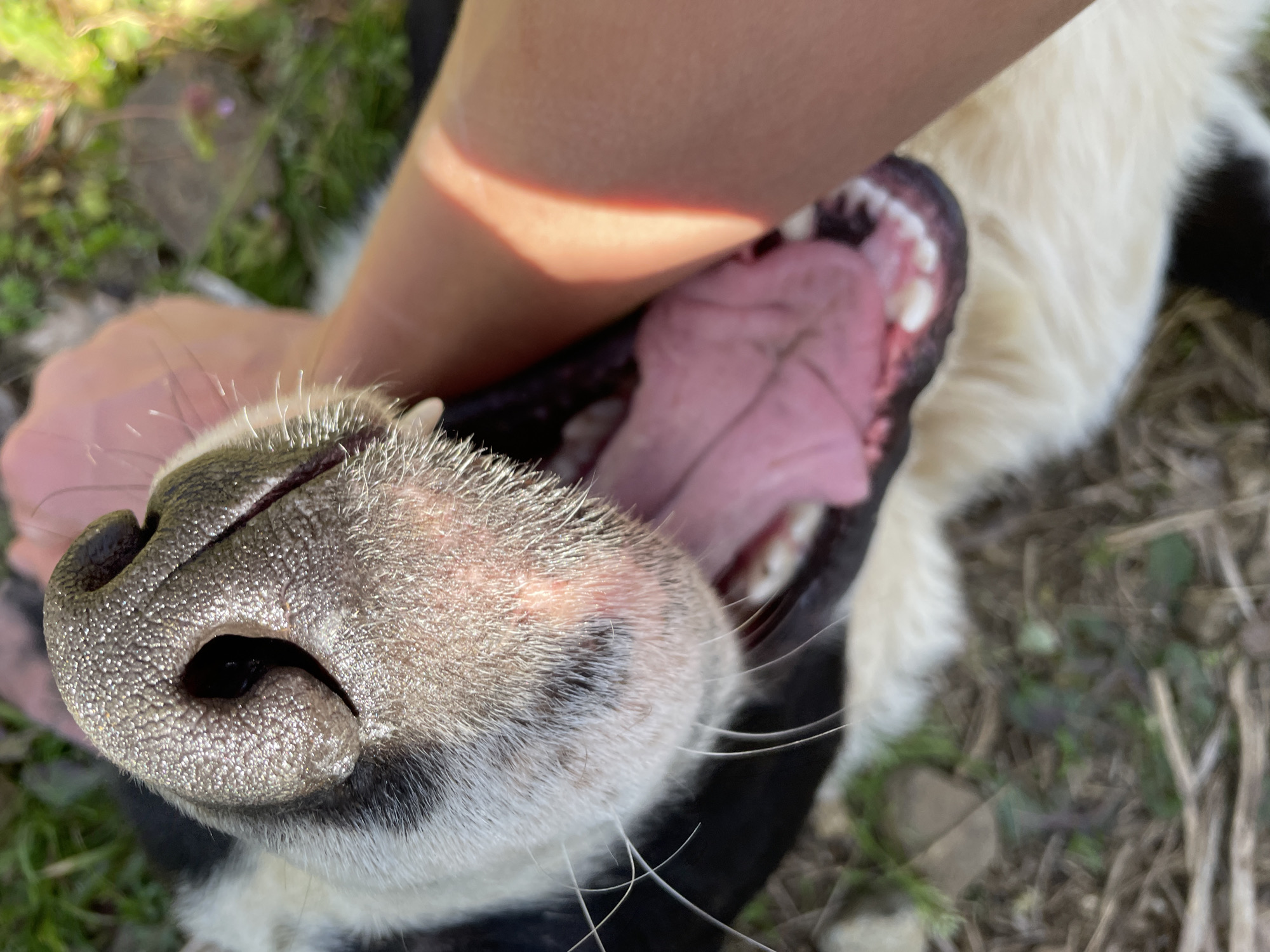 A close-up, high-angle photograph captures a moment of playful interaction between a human and a dog outdoors in Zlatograd, Bulgaria. The central subject is the dog's snout and open mouth, occupying the majority of the frame. The dog, which appears to have white and black fur, is looking upwards with its mouth wide open, revealing a large, pink tongue and healthy white teeth. Its dark, textured nose is prominent in the foreground, with numerous white whiskers fanning out from its muzzle.
A human's arm and hand are visible on the left side of the frame, interacting with the dog's neck or chin area, suggesting petting or scratching. Bright sunlight creates a warm highlight across the human's skin. The dog's expression, with its mouth agape, conveys happiness, excitement, or contentment.
The background is softly blurred but shows hints of green foliage and dried leaves or twigs on the ground, indicating an outdoor setting during the daytime. The lighting suggests a clear, sunny day. No visible text is present in the image. The image captures a candid and joyful interaction.