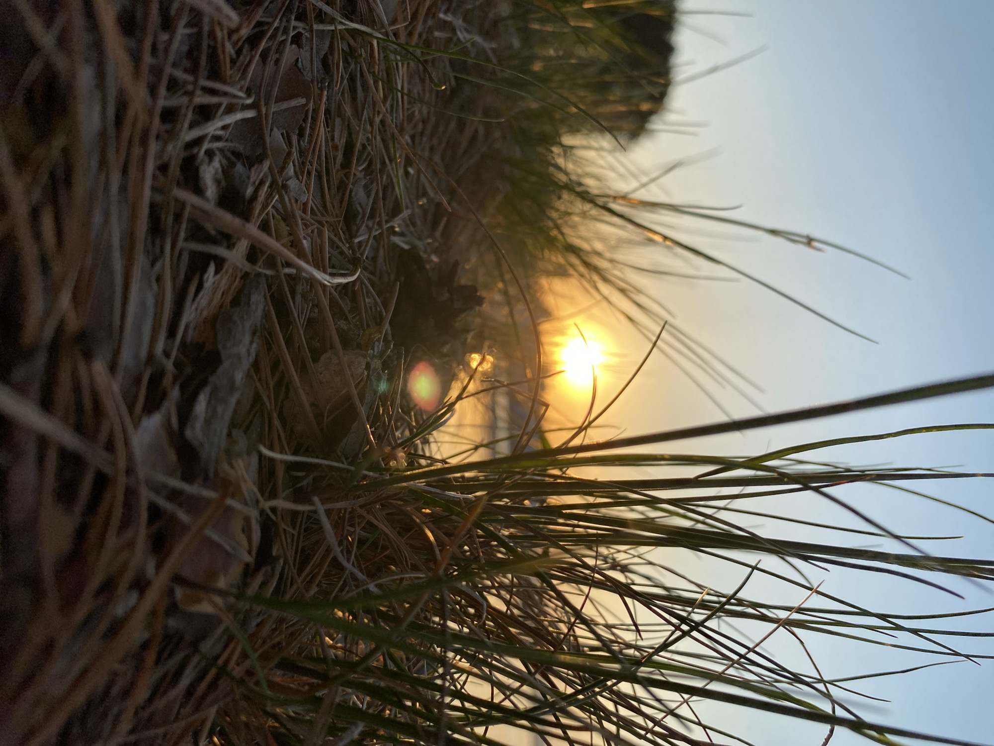 The image depicts a low-angle shot of grass and pine needles against a sunlit sky, possibly at sunrise or sunset. The sun is visible between the blades of grass and needles, creating a lens flare effect. The background transitions from yellow near the horizon to a pale blue higher in the sky. The foreground is filled with a mix of green grass and brown pine needles, some of which appear dry and dead. The location is Unknown, Unknown.