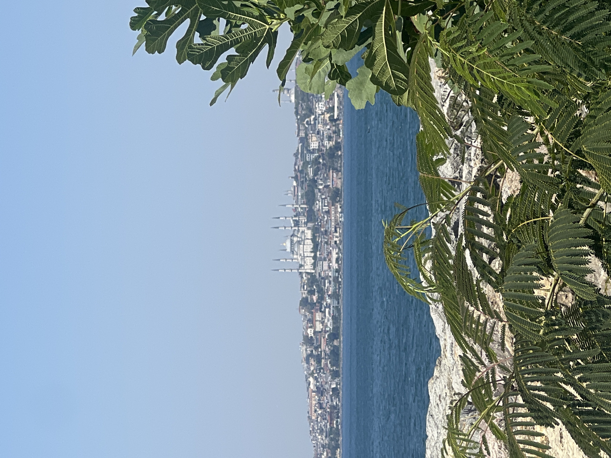 The image captures a distant view of the Sultanahmet Mosque complex, also known as the Blue Mosque, and other historical buildings in Istanbul, Turkey, as seen from across the Bosphorus Strait. The mosque's prominent blue domes and six minarets are clearly visible against the skyline. The foreground is dominated by lush green foliage from a tree, with large, lobed leaves obscuring parts of the view. To the lower left, a rocky shoreline is visible, with the choppy blue waters of the strait stretching out towards the city. The sky is a clear, pale blue. This vantage point is likely from the Asian side of Istanbul, possibly from Kadıköy or Üsküdar, offering a panoramic perspective of the historic peninsula. There are no people or immediate actions depicted in the scene, creating a tranquil and scenic vista.