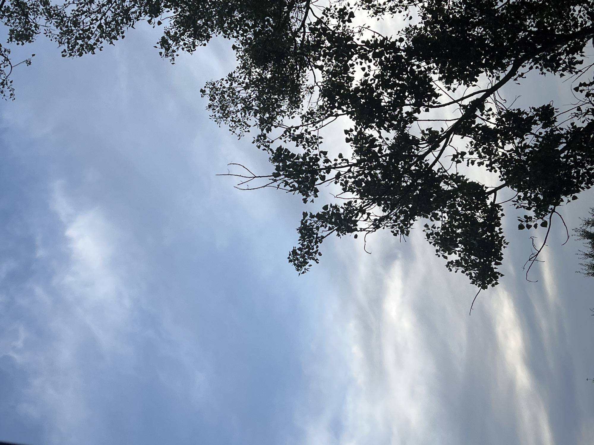 A low-angle shot captures a hazy sky with sparse white clouds against a pale blue backdrop. Silhouetted tree branches, dense with dark leaves, dominate the right and bottom portions of the frame, obscuring portions of the sky. The scene is devoid of any human presence or identifiable landmarks, making it impossible to determine a specific location within Warsaw, Poland.