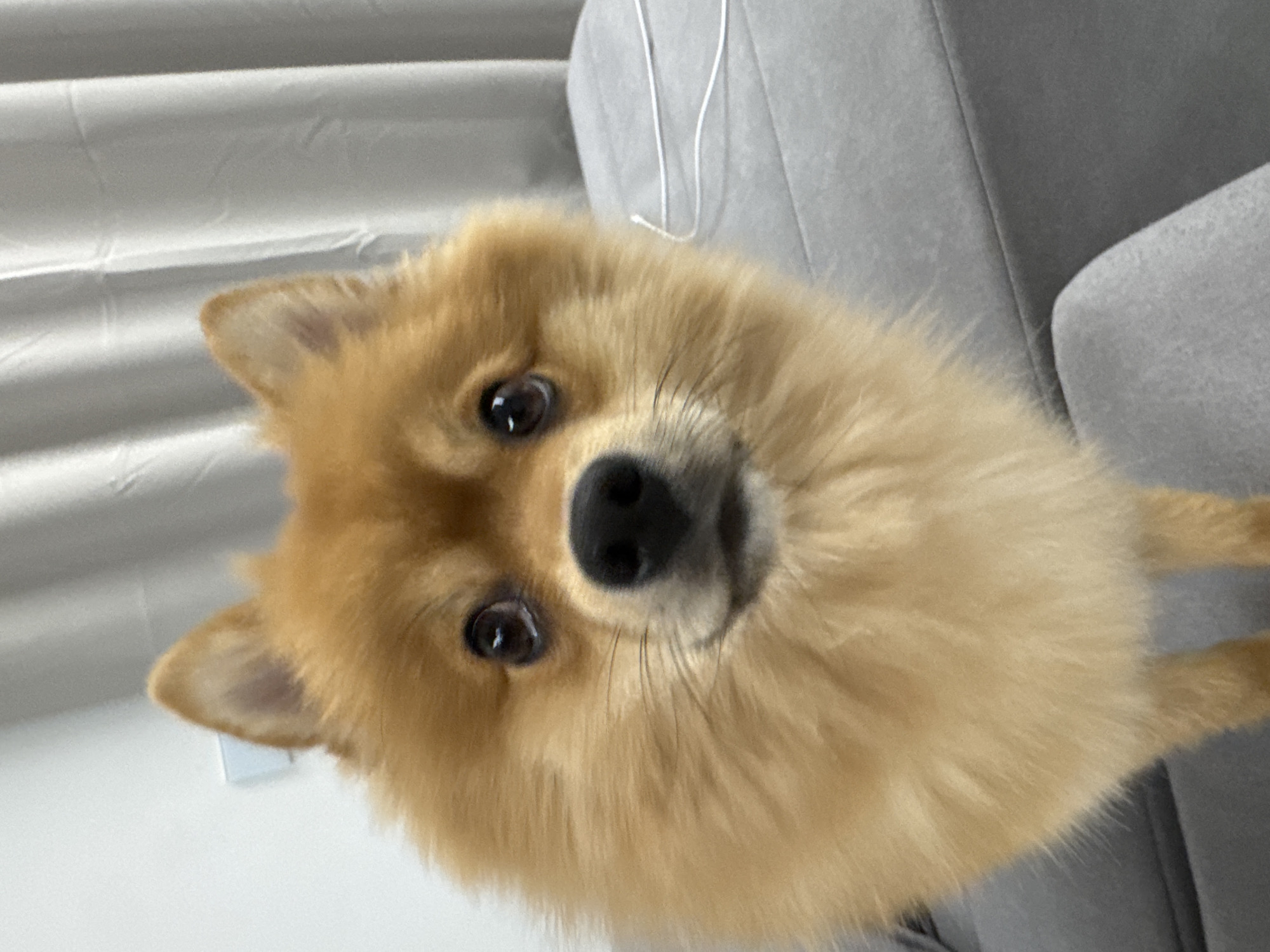 The image displays a close-up view of a small, fluffy, tan-colored dog, consistent with a Pomeranian breed, positioned indoors. The dog faces directly forward, looking into the camera with dark, reflective eyes and a black nose. Its pointed ears are visible at the top of its head, and its thick fur covers its chest and partially seen front limbs. The background consists of a plain white wall on the upper left, featuring a small, rectangular white object mounted high on the surface. To the right and behind the dog, a grey upholstered surface, consistent with a sofa or armchair, is present, displaying subtle folds in its fabric. A thin white cord rests on this grey surface in the upper right portion of the frame. Further right, vertical white curtain folds are visible. The specific location within Sofia, Bulgaria, cannot be determined from the visual evidence; however, the scene appears to be within a private residential or commercial interior setting.