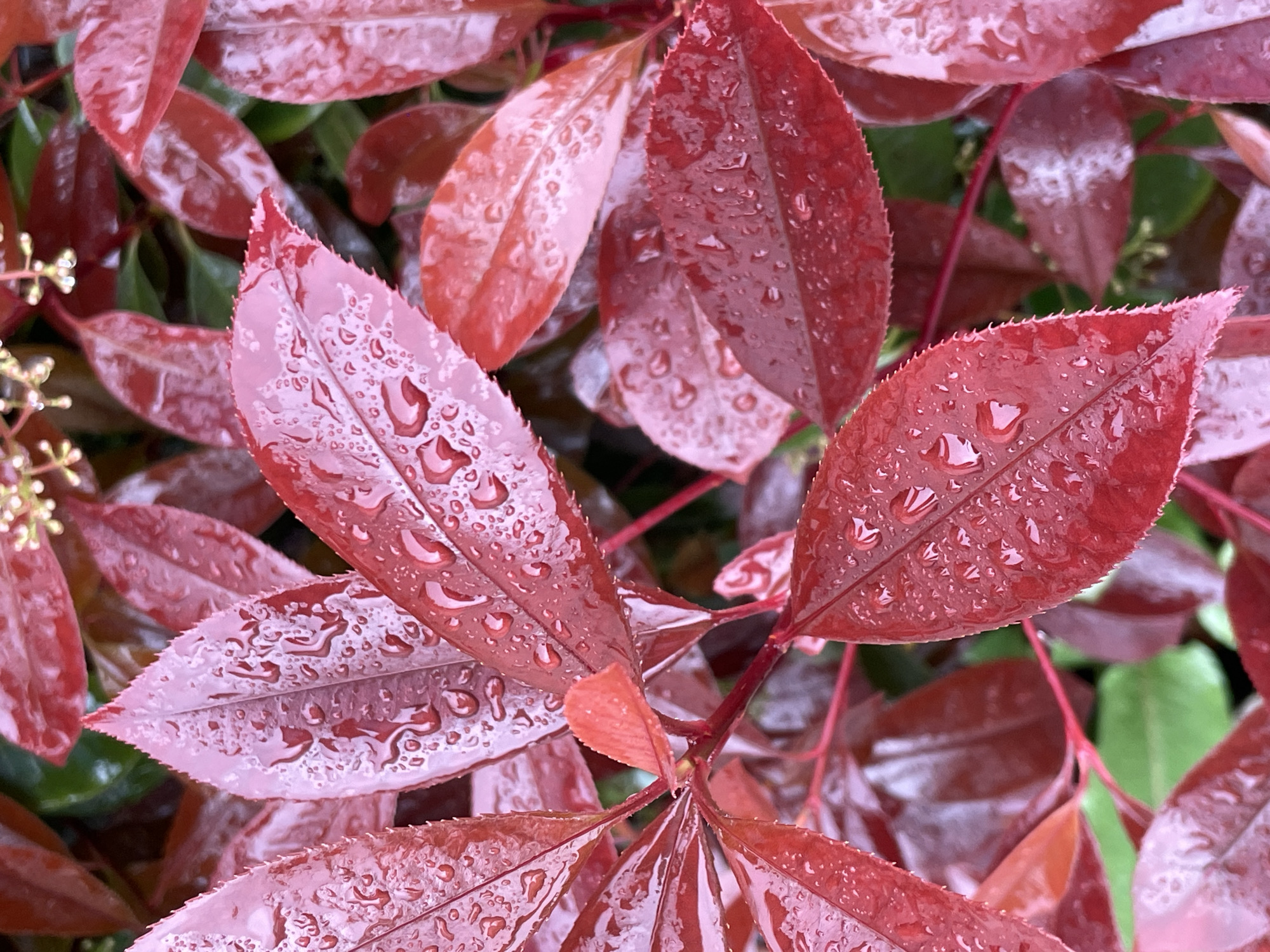 The image shows a close-up view of red photinia leaves covered in raindrops. The leaves are serrated along the edges and have a shiny, wet appearance. Some green foliage is visible in the background. Tiny buds are visible on the left. The location is not discernible from the image; therefore, it cannot be verified that this image was taken in Sochi, Russia.