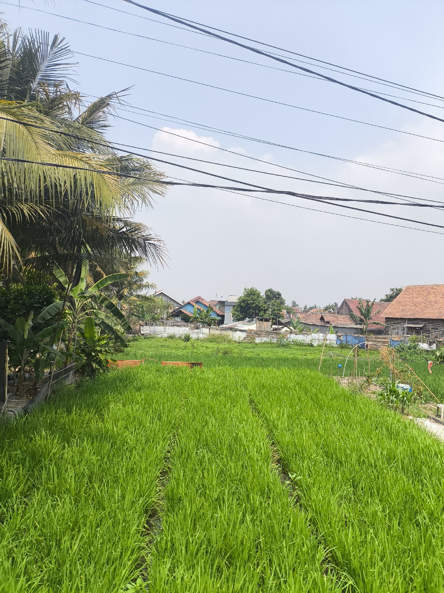 This image captures a bright, daytime scene in a rural or semi-rural area of Cilegon, Indonesia. The foreground is dominated by a vibrant green rice paddy, with neat rows of young rice plants stretching into the distance. A pathway or water channel runs through the paddy, creating distinct divisions. To the left, lush green vegetation, including palm trees and banana plants, creates a dense foliage. In the mid-ground, several houses with red-tiled roofs and some with blue accents are visible, interspersed with trees. A white fence separates the greenery from the houses. The sky above is a pale blue with a few scattered white clouds. Overhead, a network of dark electrical wires crisscrosses the sky, indicating the presence of infrastructure. The overall impression is one of a peaceful, agricultural landscape integrated with residential structures. There are no people or animals visible in the image.