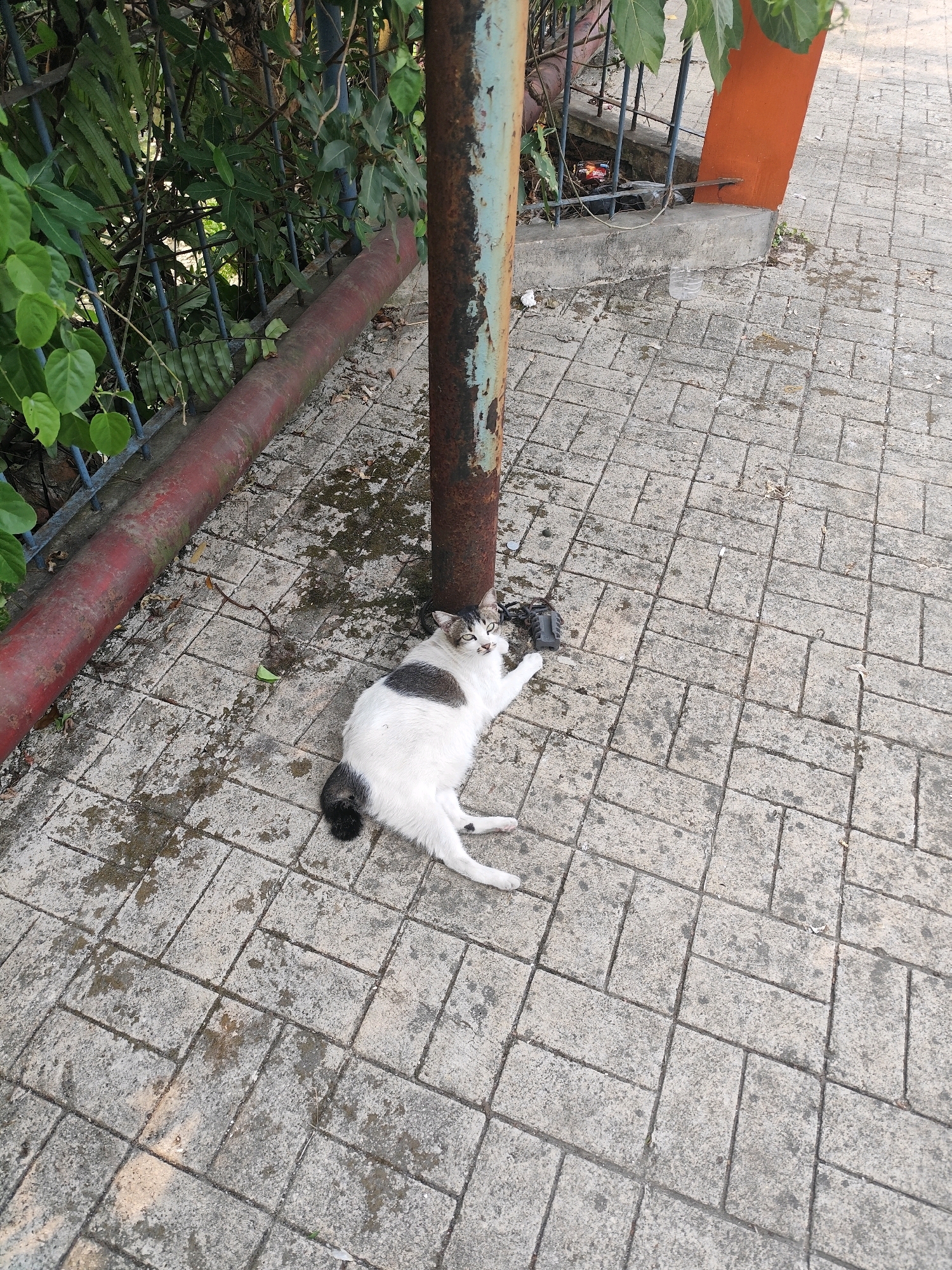In the city of Bogor, Indonesia, a calico cat lies on its side on a paved walkway, positioned near a rusted metal pole. The cat's fur is primarily white, with patches of black and gray. It appears relaxed, with its eyes open and its body partially extended. To the left of the cat, a red pipe runs along the ground, adjacent to a metal fence overgrown with green foliage. The walkway is constructed of interlocking rectangular concrete pavers, some of which are damp or stained. A black object, possibly a small trash receptacle or a piece of debris, is located near the cat's head and the base of the pole. In the background, an orange concrete pillar and more fencing are visible, suggesting an outdoor public area.