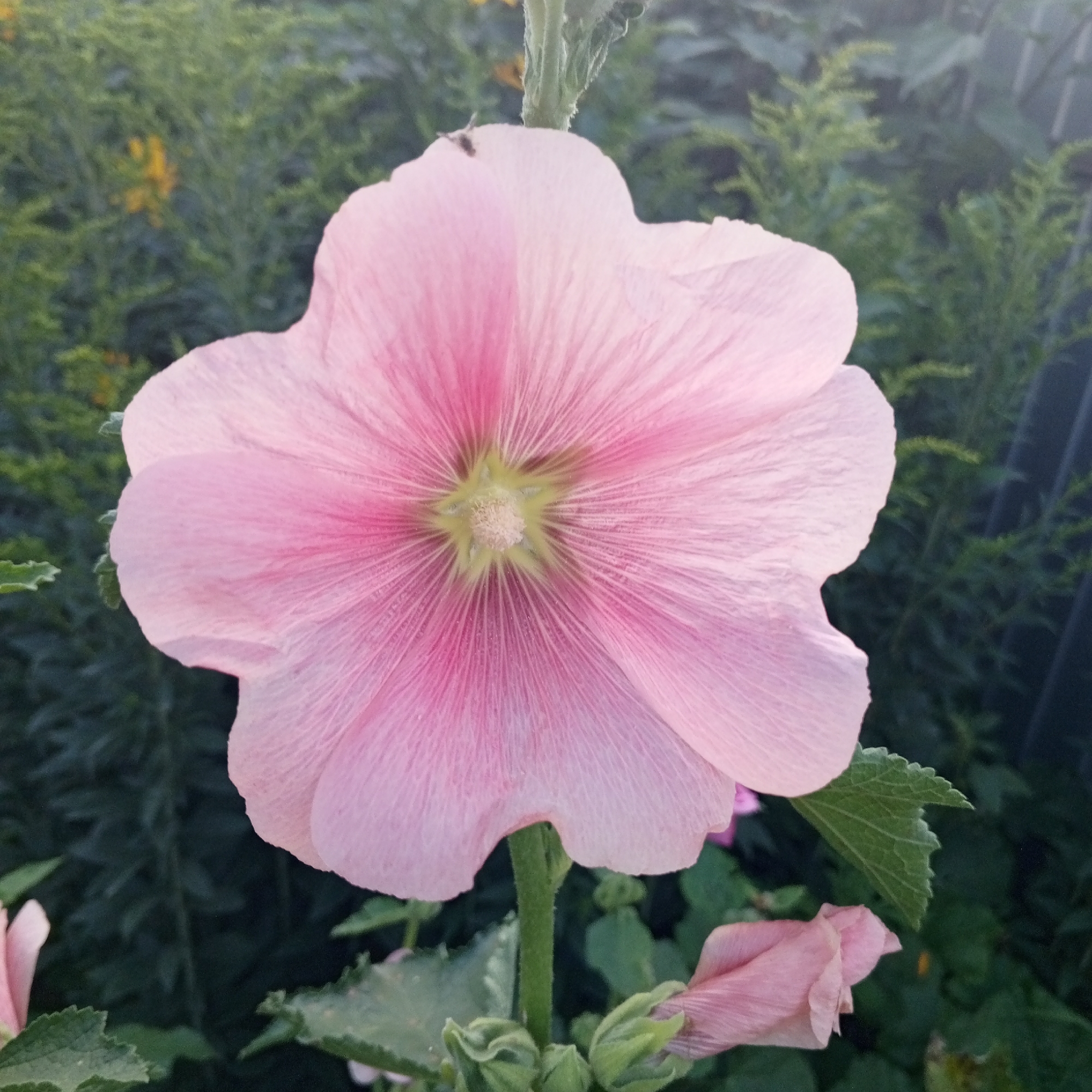 A close-up, eye-level shot captures a large, delicate pink hollyhock flower in full bloom. The flower's petals radiate outwards from a light green center, with subtle darker pink veins visible on each petal. The flower is positioned slightly off-center to the left of the frame. In the background, out of focus, is lush green foliage, suggesting a garden setting. To the right of the flower, a dark vertical element, possibly a fence post or railing, is visible. A small, dark insect is perched on the upper left edge of the flower's petal. Below the main flower, to the left, are several green leaves and a partially open pink hollyhock bud. The lighting suggests it is daytime, with soft shadows indicating natural light. The scene is located in Sayanogorsk, Russia.