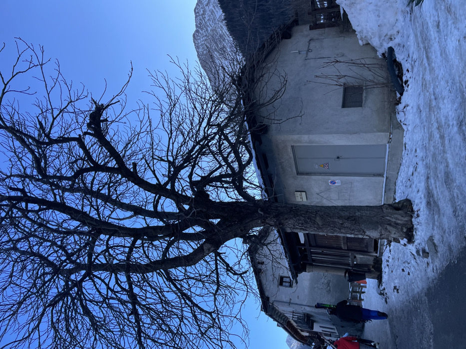 This vertical image captures a serene winter scene in an alpine village, likely Courmayeur, Italy. The prominent subject is a large, bare deciduous tree with intricate branches spreading across the left side and upper half of the frame, silhouetted against a brilliant, clear blue sky. Its thick, dark trunk anchors the lower left.
On the right, a multi-story building constructed from light-grey concrete or stone stands partially covered in snow at its base. The ground floor features a large, grey metal double door with a small, rectangular window above it to the right. Affixed to the door and the wall beside it are several small signs: a yellow warning sticker (possibly electrical), a blue circular sign with a red diagonal line (indicating no parking or stopping), and two small white rectangular signs with illegible black text. Another building is partially visible behind and to the left of the main structure.
The ground on the right side of the image is covered in a substantial layer of snow, forming a high bank along what appears to be a path or street. In the lower right background, two figures are visible, partially obscured by the tree and building. They are dressed in winter attire, and one appears to be carrying skis over their shoulder, suggesting winter sports activity. A snow-capped mountain peak is discernable in the upper right corner, under the bright daytime sky. The overall impression is one of a crisp, sunny winter day in a mountainous setting.