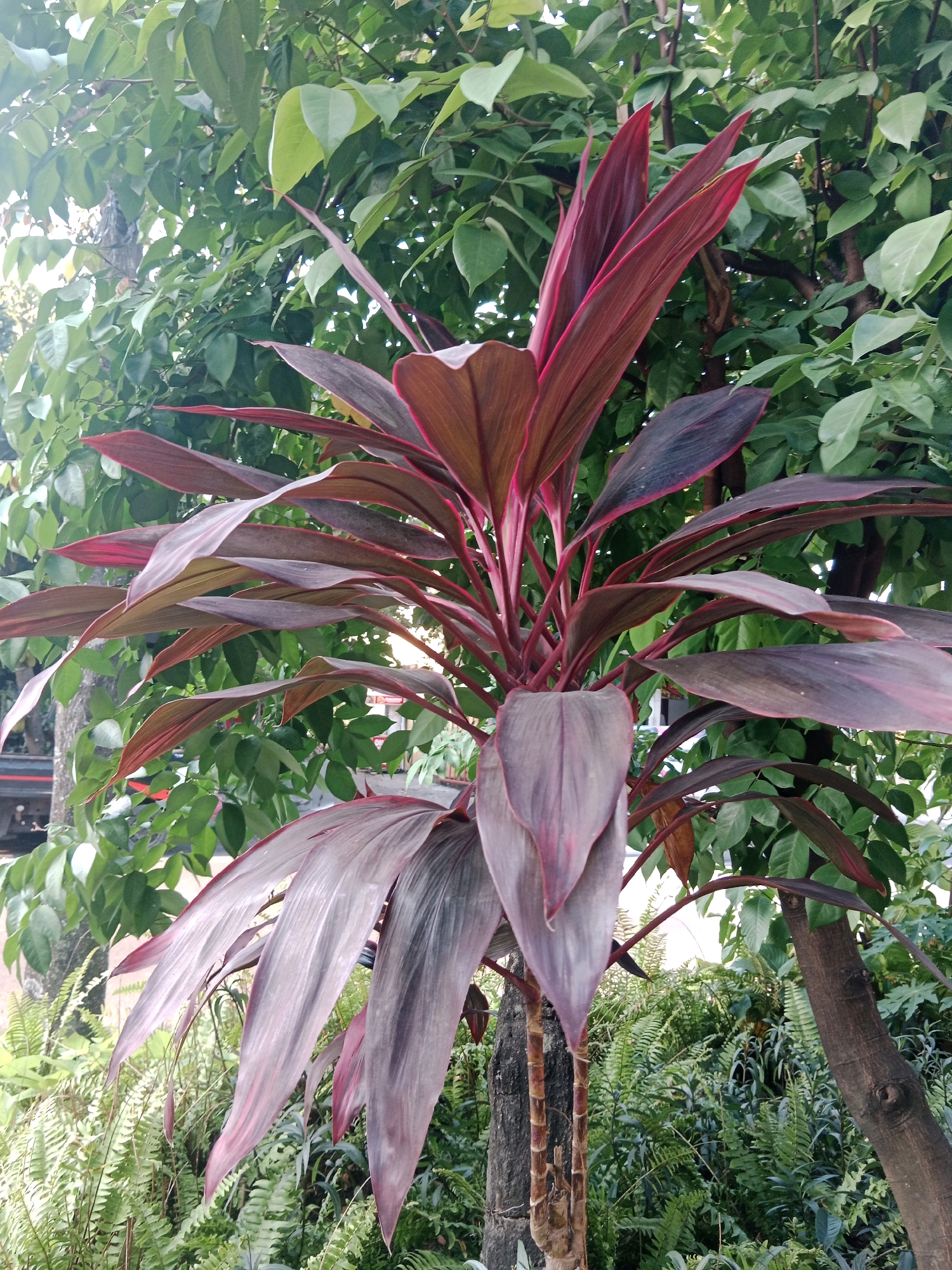The image shows a close-up of a Ti plant (Cordyline fruticosa) with striking red and purple foliage, set against a backdrop of lush green leaves from other trees and ferns. The Ti plant's stem is visible, segmented and brown, with several large, elongated leaves fanning out from the top. In the background, out-of-focus green foliage suggests a garden or park setting. The lighting indicates it is daytime. The scene is likely a public garden or a private garden within a residential area in Yogyakarta, Indonesia, given the tropical vegetation and the overall ambiance. No people or animals are present in the frame.
