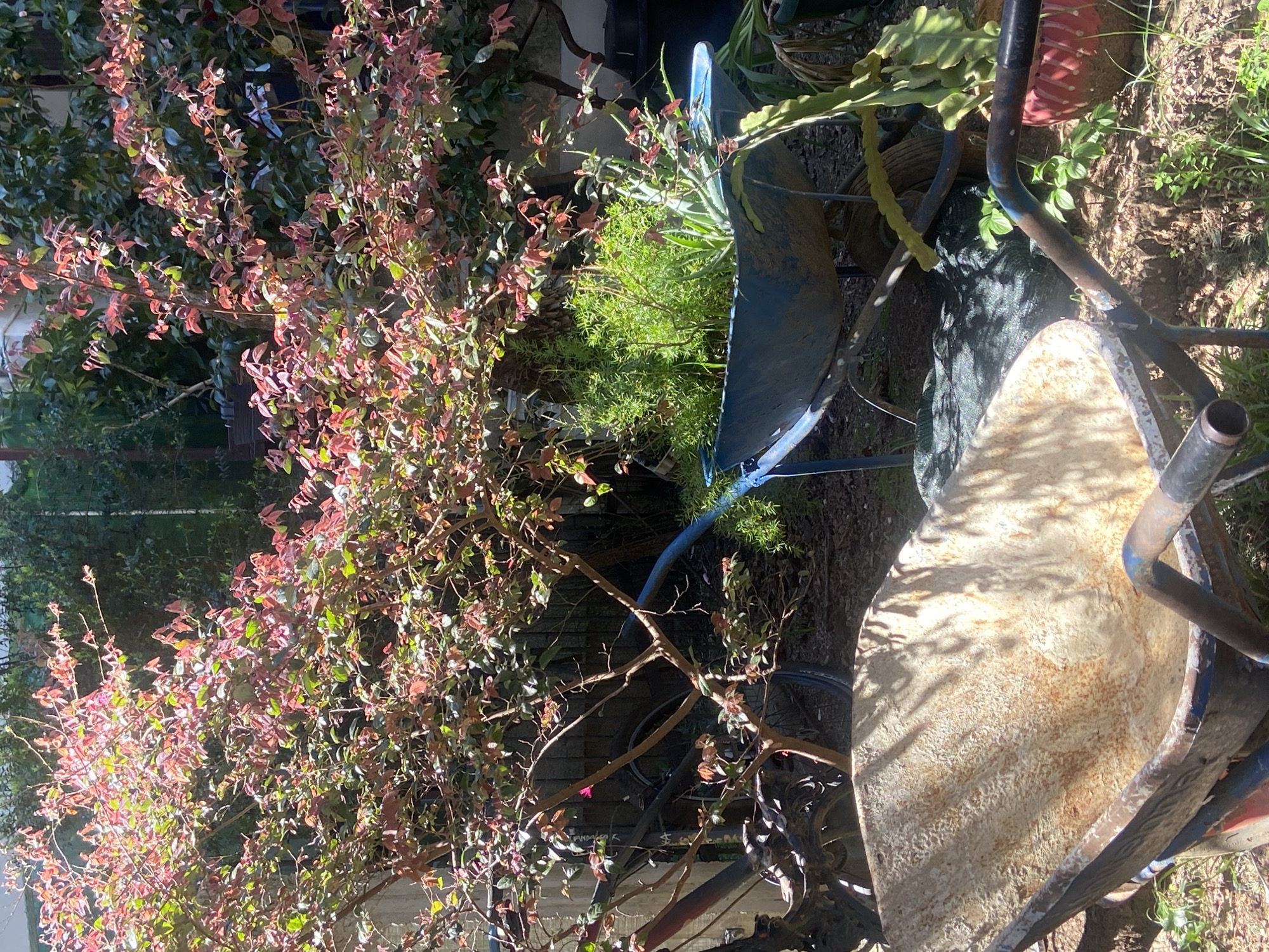 The image presents a close-up view of a garden or backyard setting in Budva, Montenegro, featuring a vibrant plant with reddish-pink leaves on the left, juxtaposed with a collection of gardening implements. Central to the frame is a weathered wheelbarrow, its metallic basin displaying signs of wear and age. Inside the wheelbarrow, a variety of green plants are arranged, indicating use as a makeshift planter. Further back, a blue plastic container also appears to house vegetation. The ground is covered with grass and exposed soil. The overall scene captures a rustic, outdoor environment.